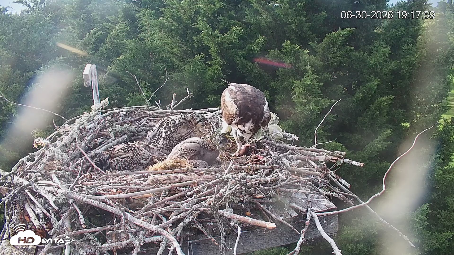 Snapshot of Medina Washington Live Osprey Nest Webcam taken Jun 30, 2026, 7:18pm PDT