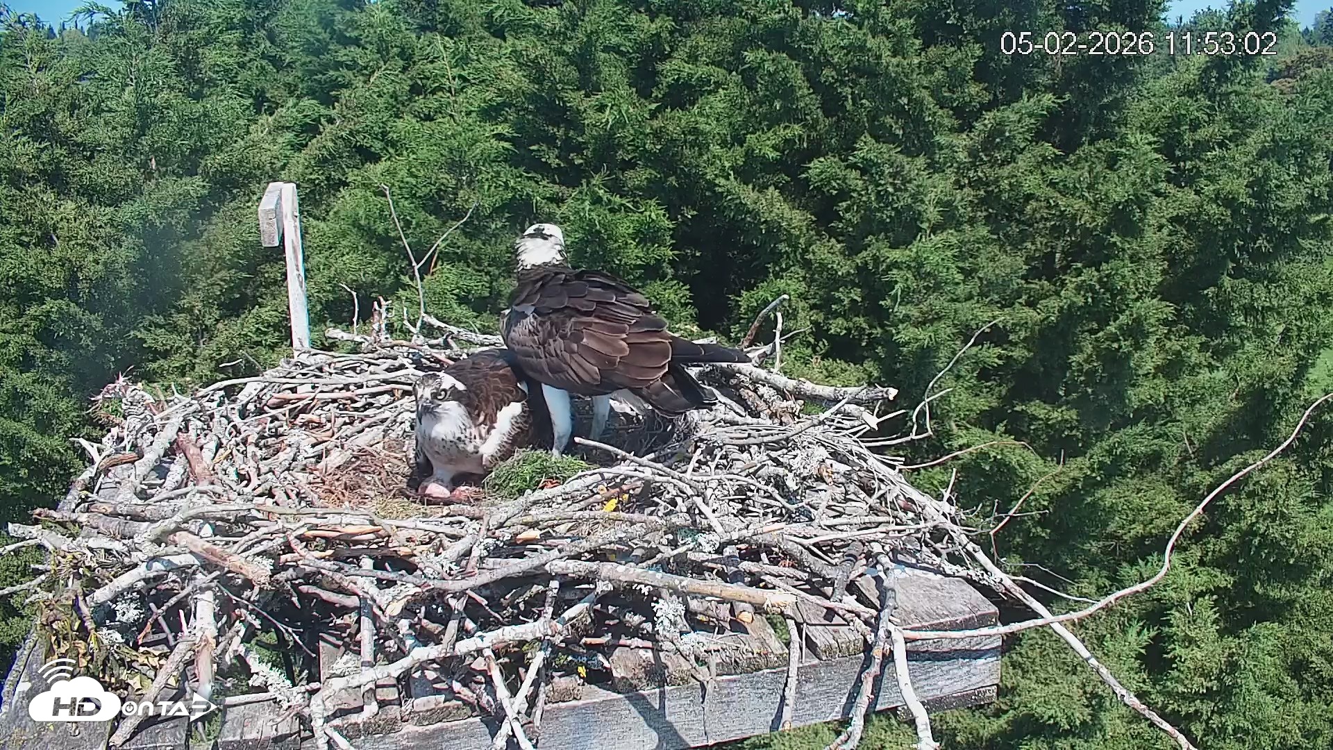 Snapshot of Medina Washington Live Osprey Nest Webcam taken May 2, 2026, 11:53am PDT