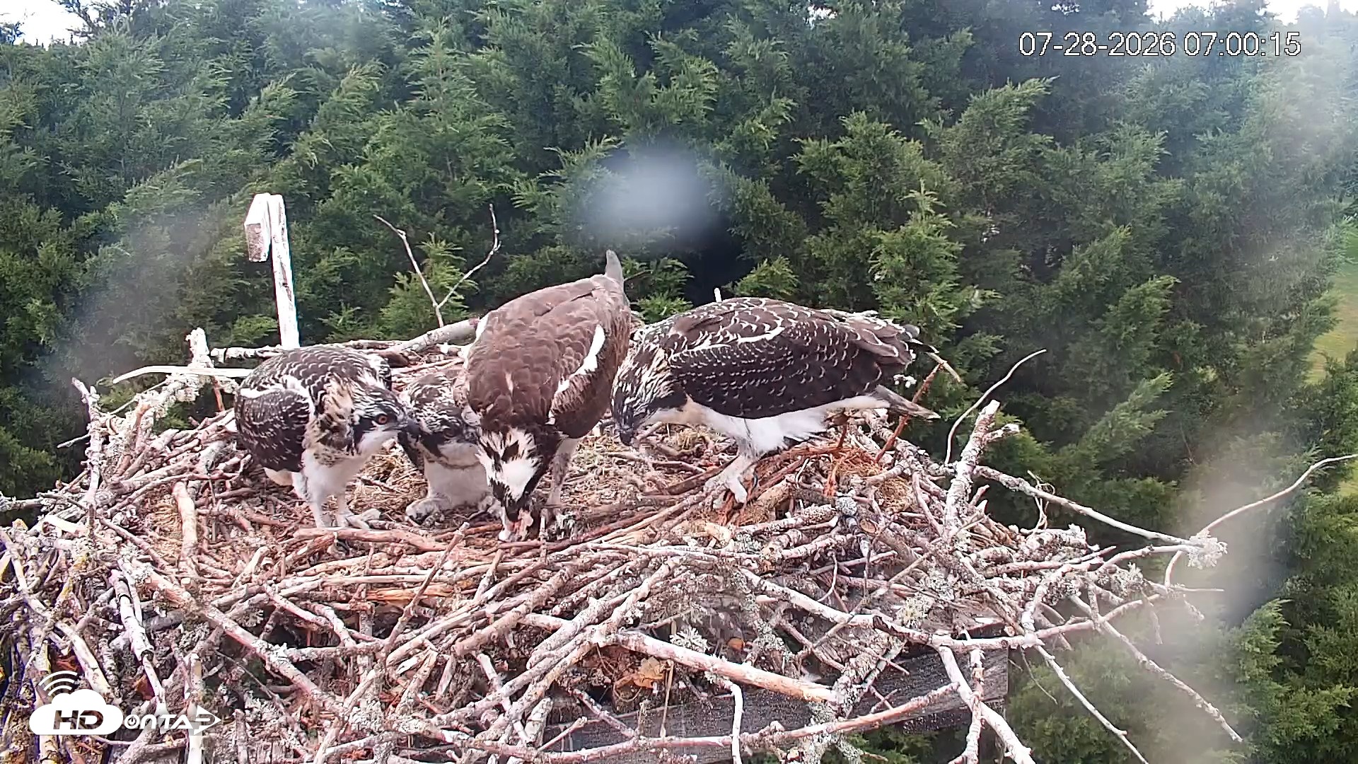 Snapshot of Medina Washington Live Osprey Nest Webcam taken Jul 28, 2026, 7:01am PDT