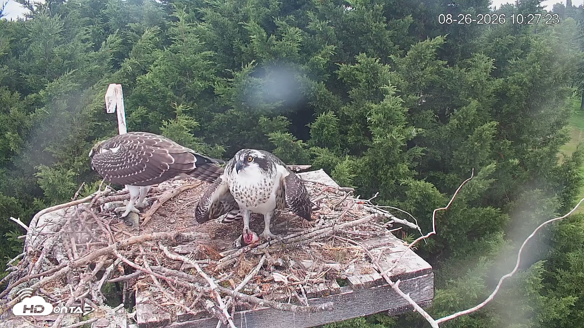 Snapshot of Medina Washington Live Osprey Nest Webcam taken Aug 26, 2026, 10:28am PDT