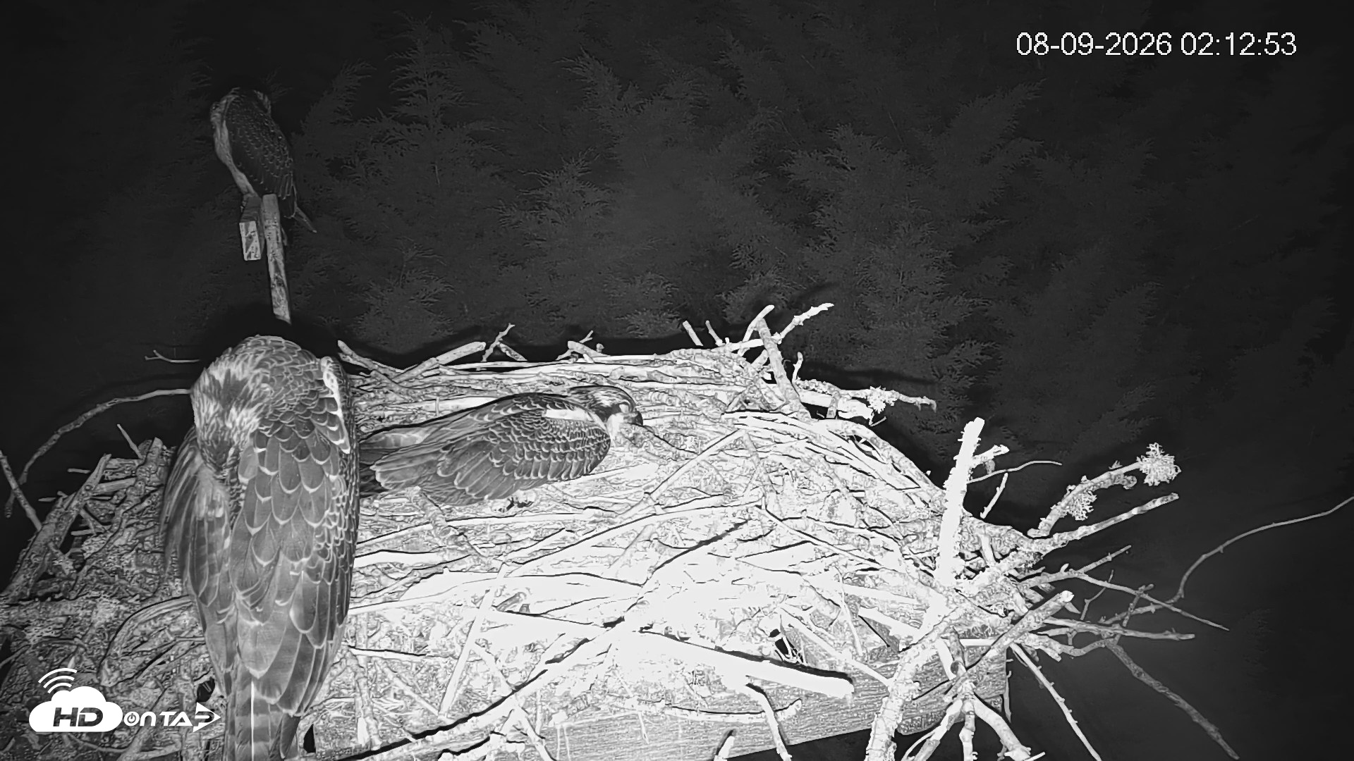 Snapshot of Medina Washington Live Osprey Nest Webcam taken Aug 9, 2026, 2:13am PDT