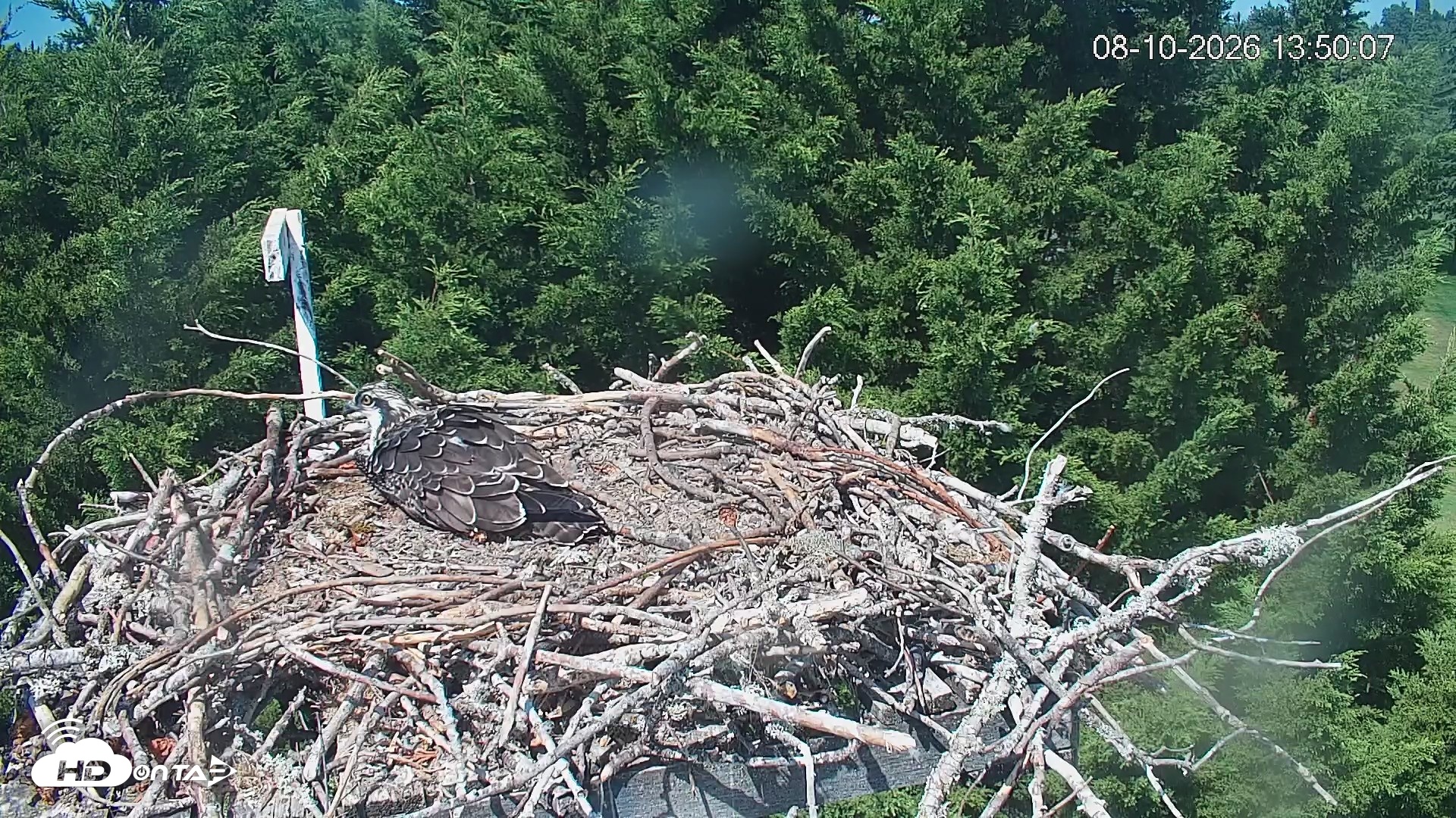 Snapshot of Medina Washington Live Osprey Nest Webcam taken Aug 10, 2026, 1:50pm PDT