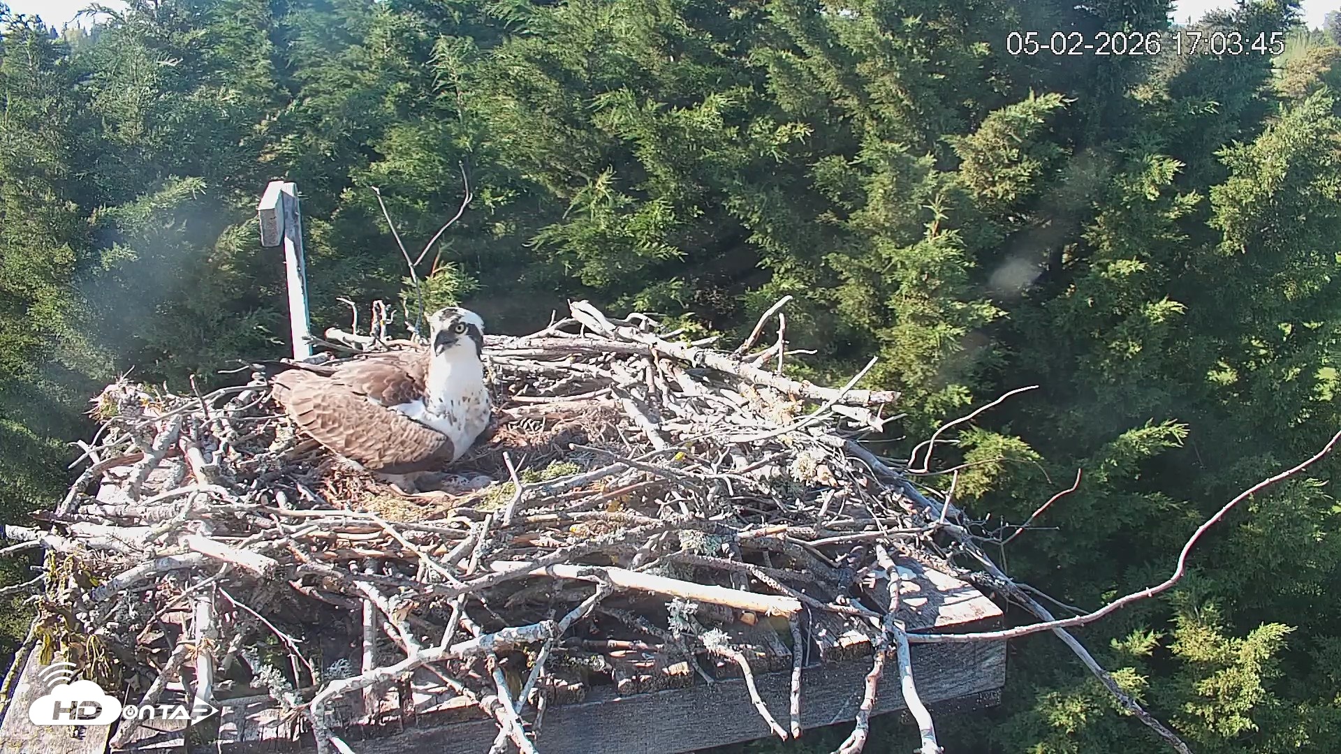 Snapshot of Medina Washington Live Osprey Nest Webcam taken May 2, 2026, 5:04pm PDT