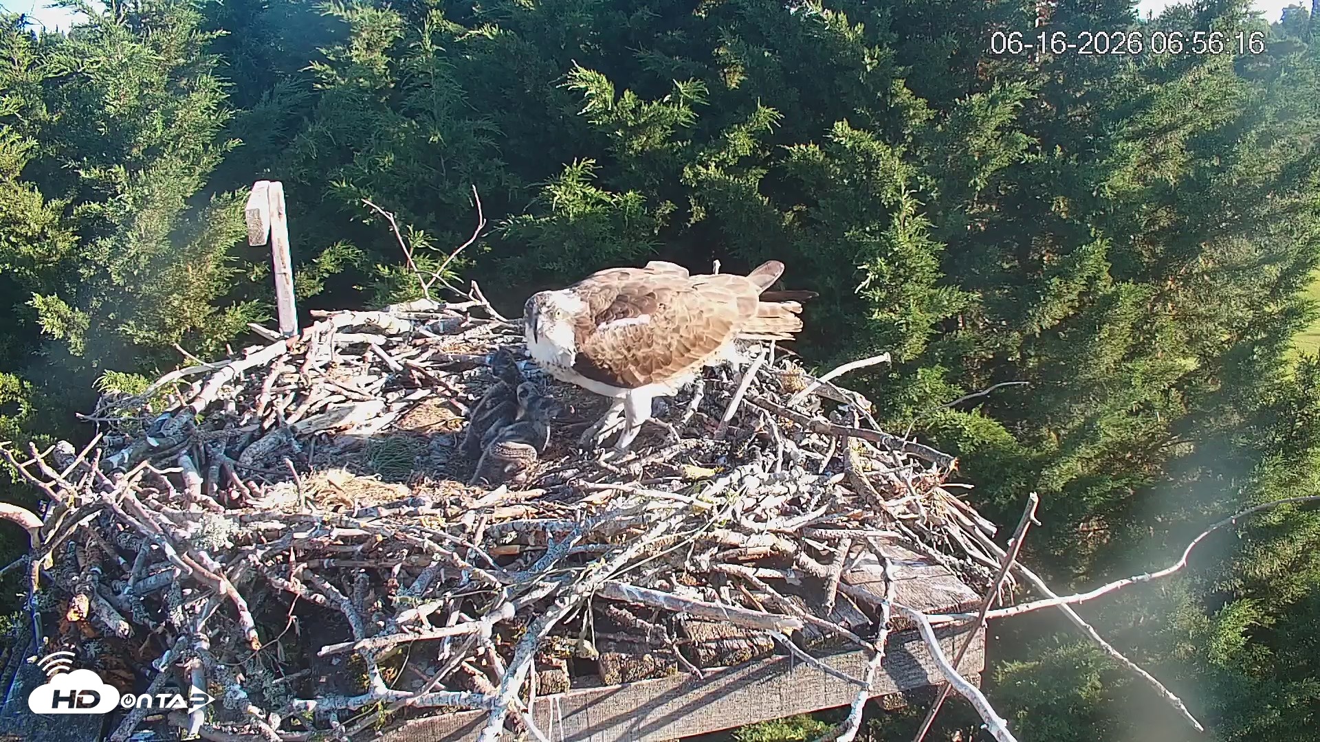 Snapshot of Medina Washington Live Osprey Nest Webcam taken Jun 16, 2026, 6:57am PDT