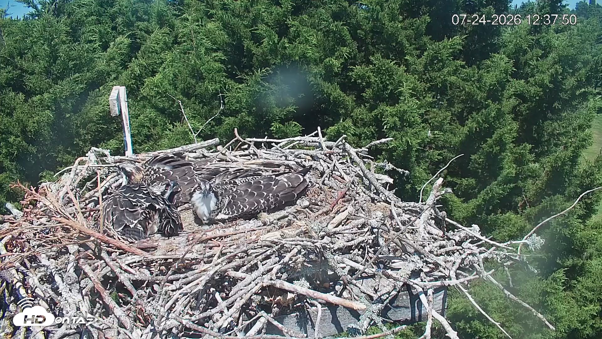 Snapshot of Medina Washington Live Osprey Nest Webcam taken Jul 24, 2026, 12:38pm PDT