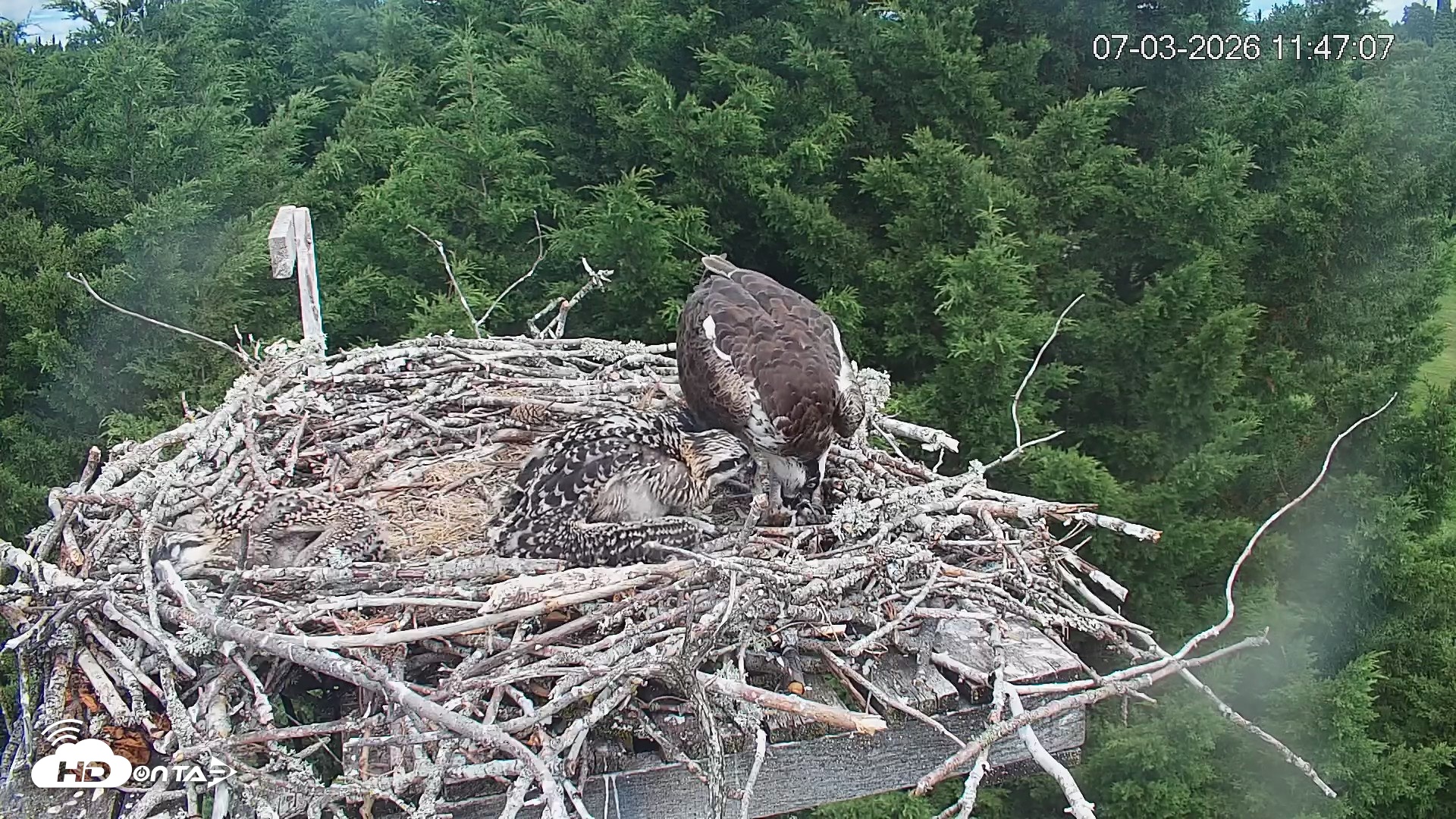 Snapshot of Medina Washington Live Osprey Nest Webcam taken Jul 3, 2026, 11:47am PDT