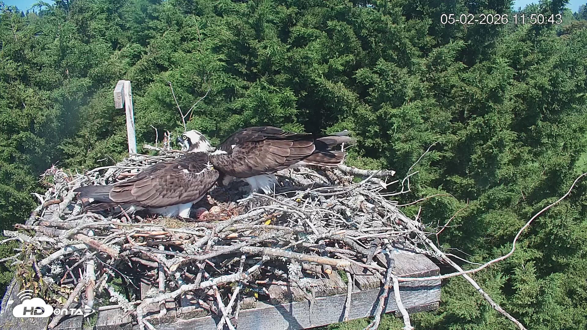 Snapshot of Medina Washington Live Osprey Nest Webcam taken May 2, 2026, 11:51am PDT
