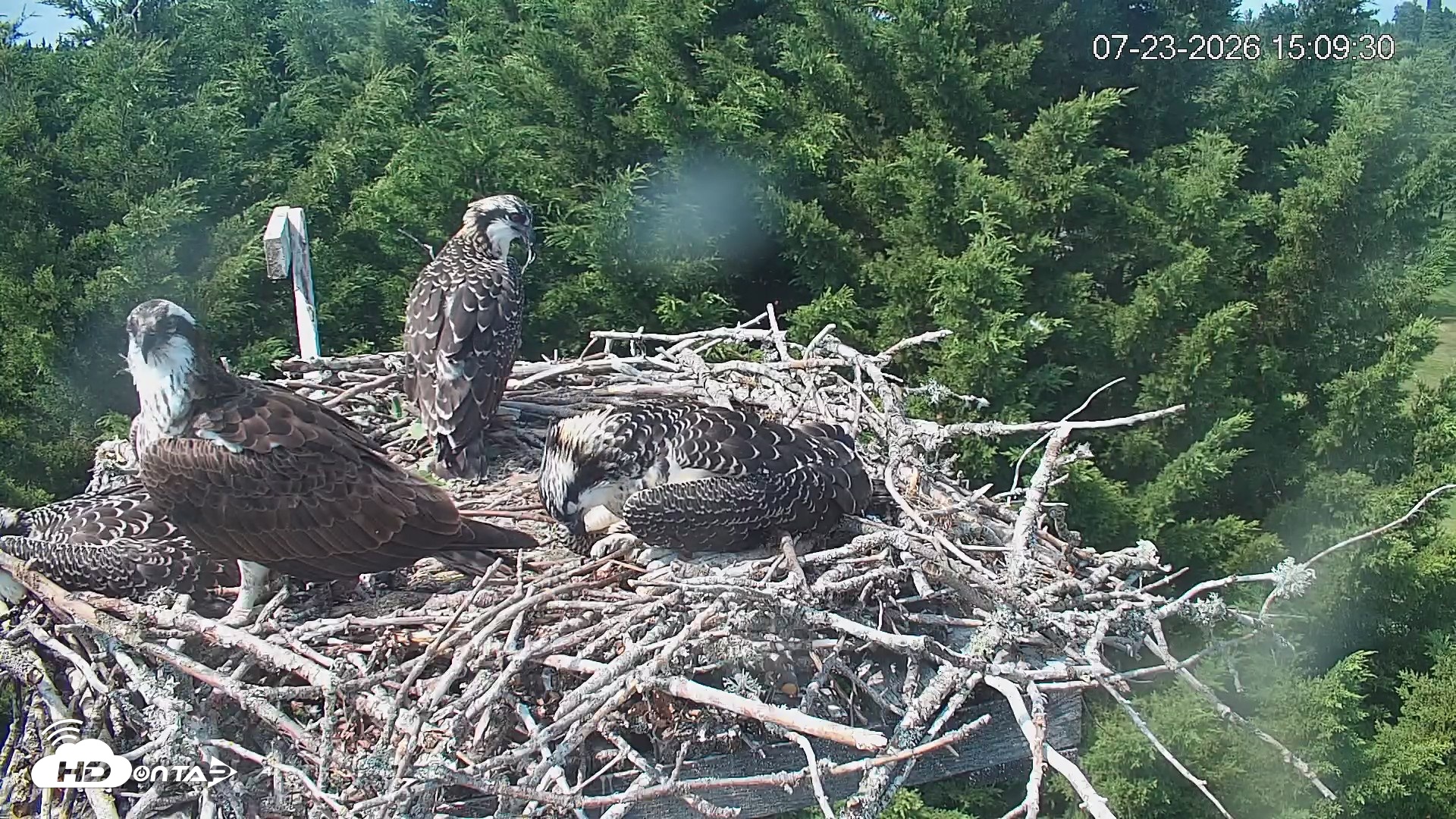 Snapshot of Medina Washington Live Osprey Nest Webcam taken Jul 23, 2026, 3:10pm PDT
