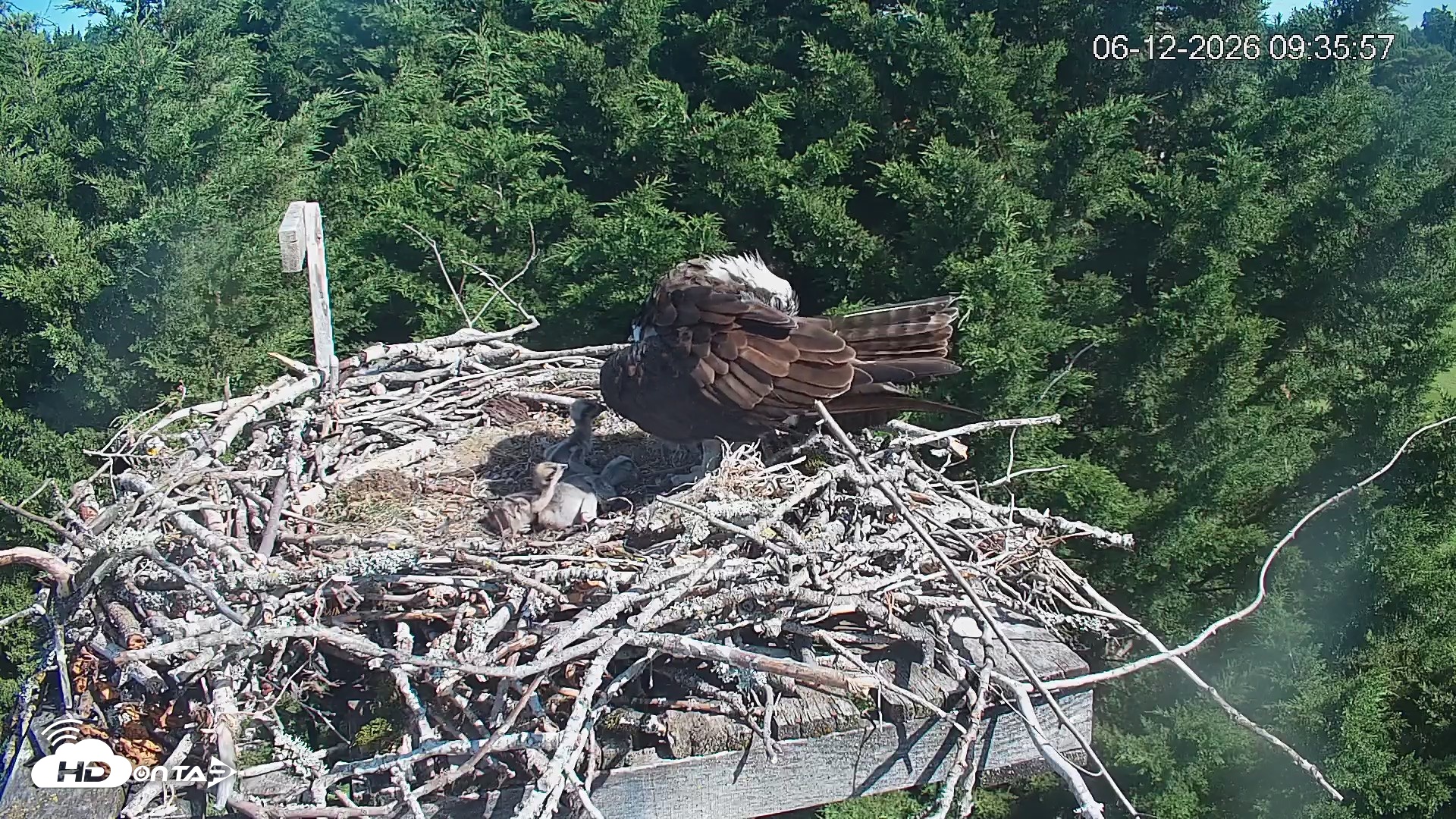 Snapshot of Medina Washington Live Osprey Nest Webcam taken Jun 12, 2026, 9:36am PDT