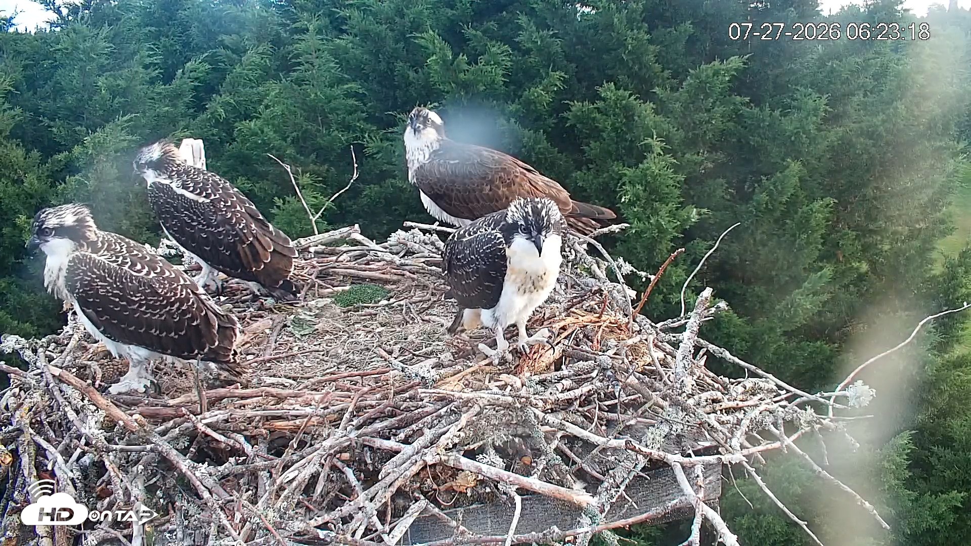 Snapshot of Medina Washington Live Osprey Nest Webcam taken Jul 27, 2026, 6:26am PDT