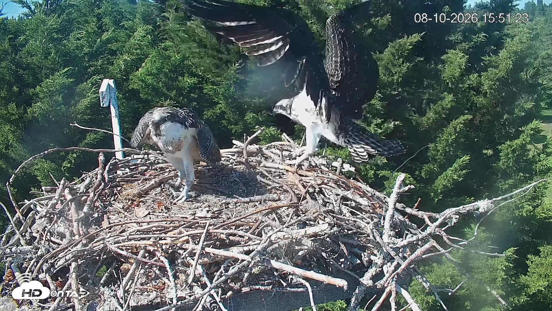 Snapshot of Medina Washington Live Osprey Nest Webcam taken Aug 10, 2026, 3:52pm PDT