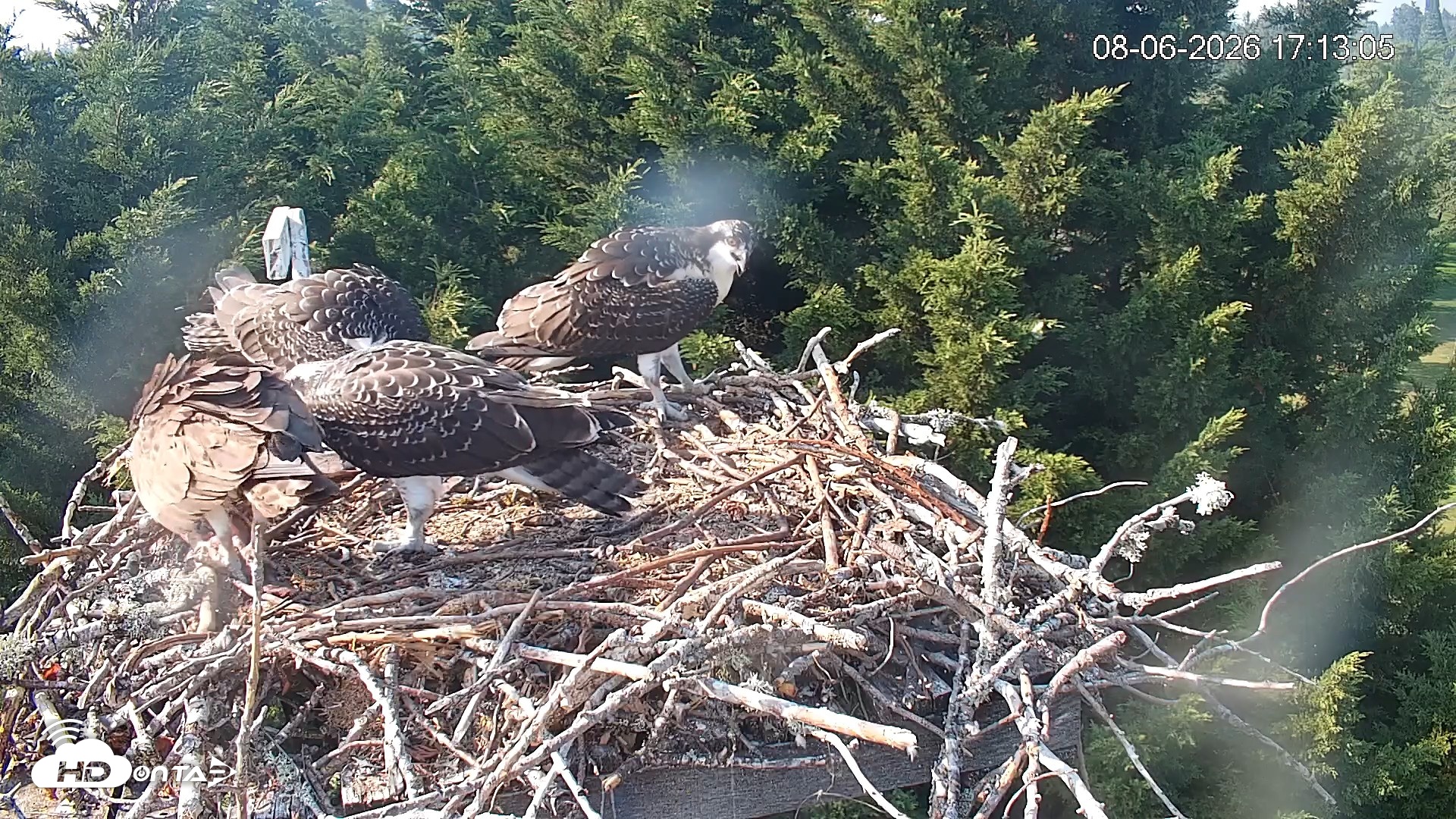 Snapshot of Medina Washington Live Osprey Nest Webcam taken Aug 6, 2026, 5:15pm PDT