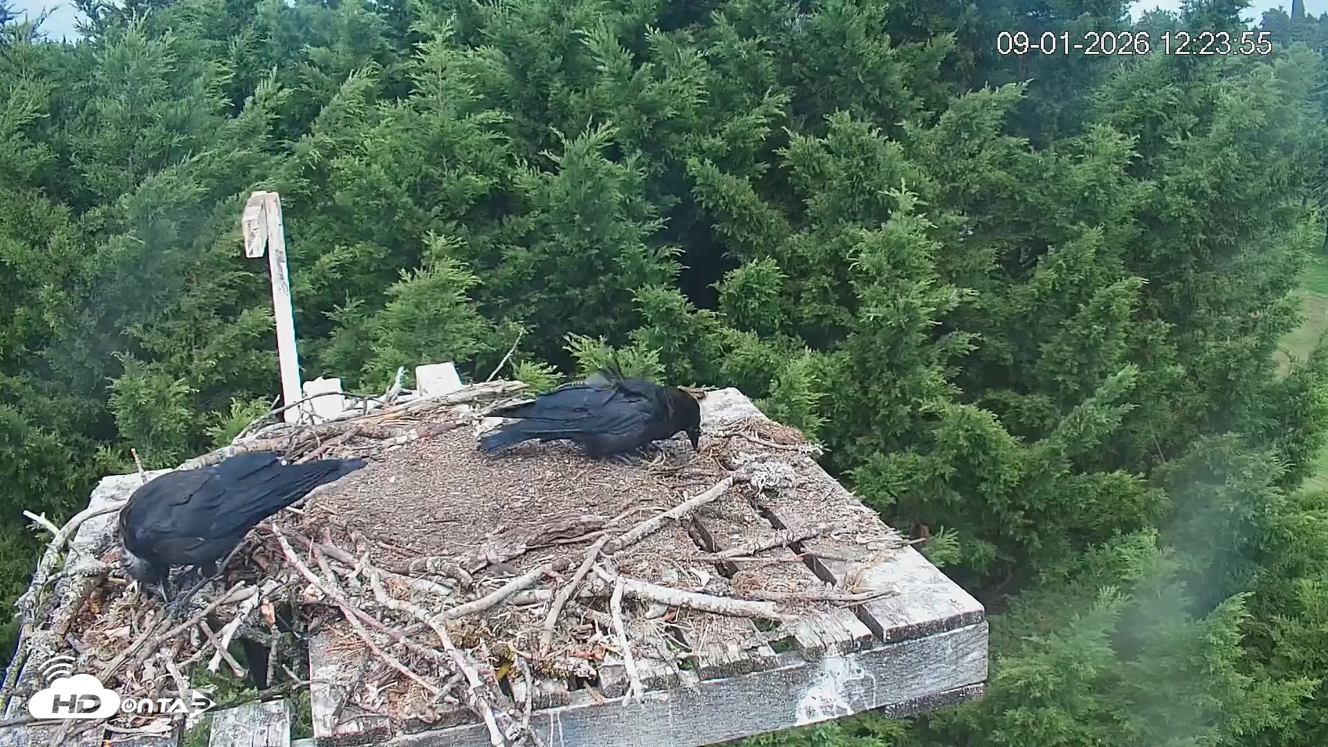 Snapshot of Medina Washington Live Osprey Nest Webcam taken Sep 1, 2026, 12:24pm PDT