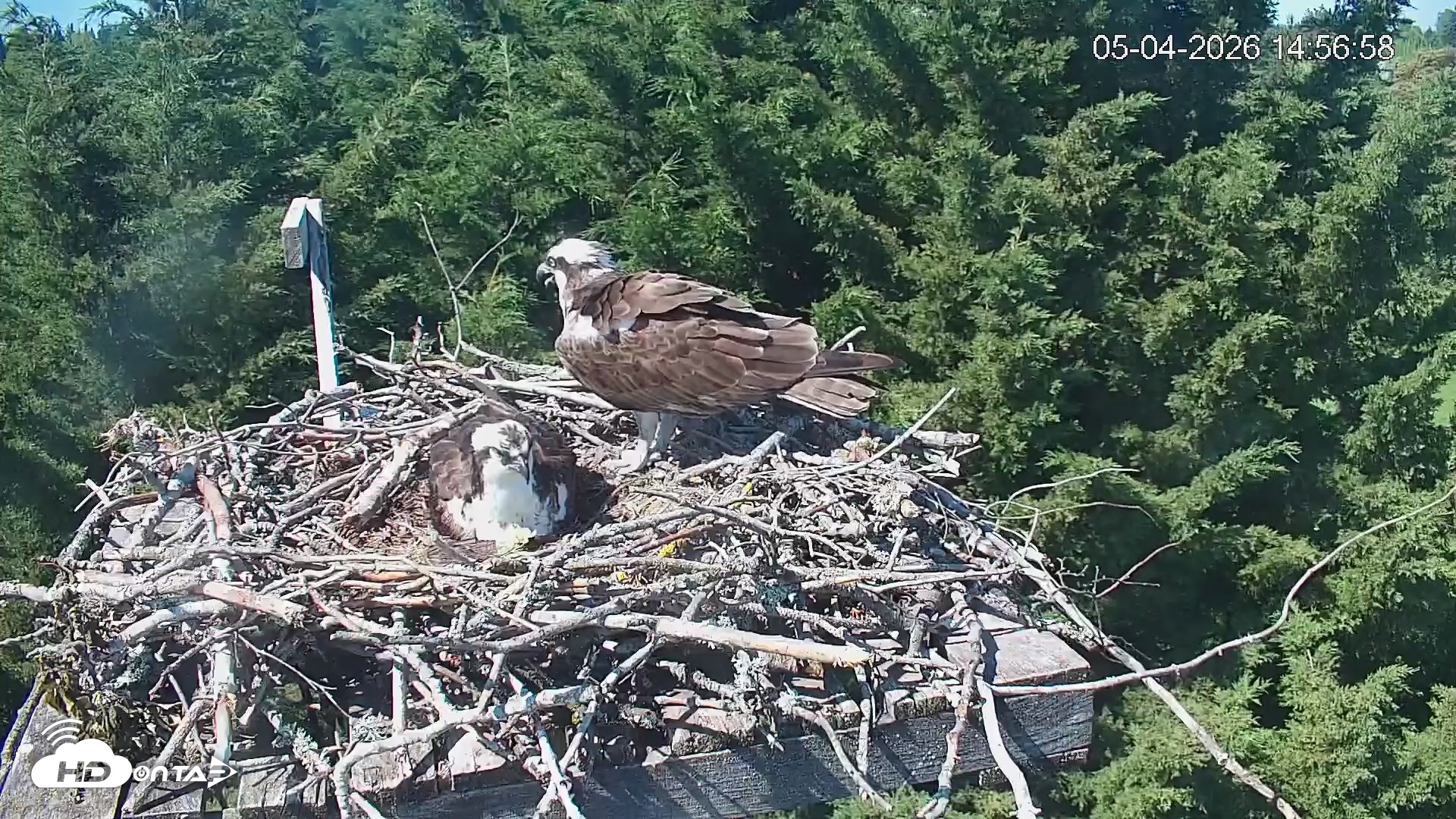 Snapshot of Medina Washington Live Osprey Nest Webcam taken May 4, 2026, 2:57pm PDT