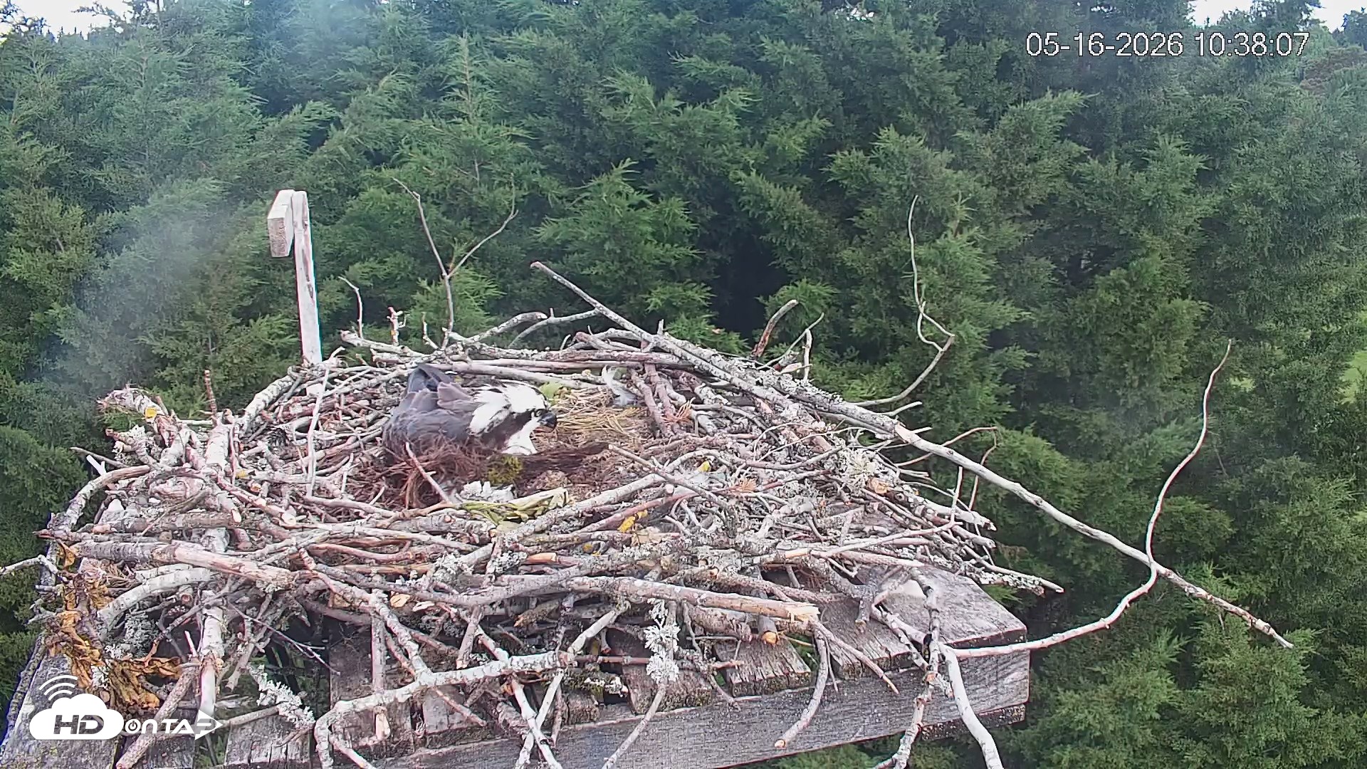 Snapshot of Medina Washington Live Osprey Nest Webcam taken May 16, 2026, 10:38am PDT