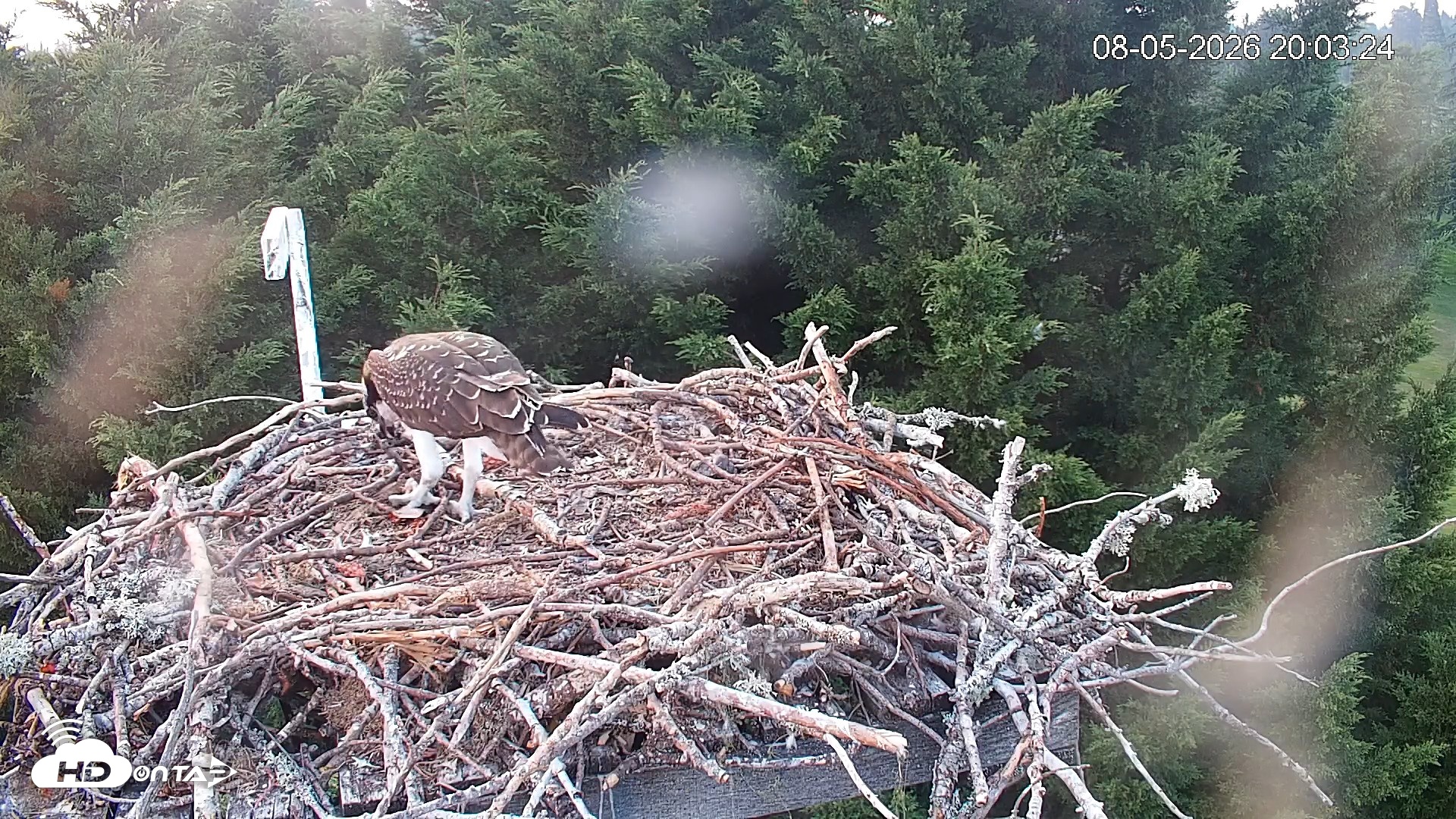 Snapshot of Medina Washington Live Osprey Nest Webcam taken Aug 5, 2026, 8:04pm PDT