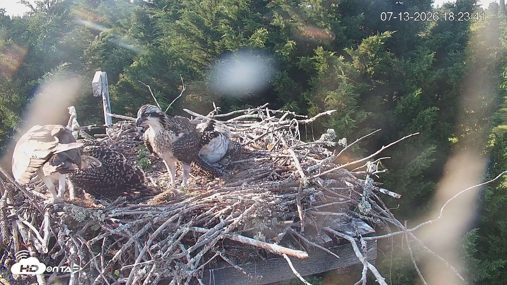 Snapshot of Medina Washington Live Osprey Nest Webcam taken Jul 13, 2026, 6:24pm PDT