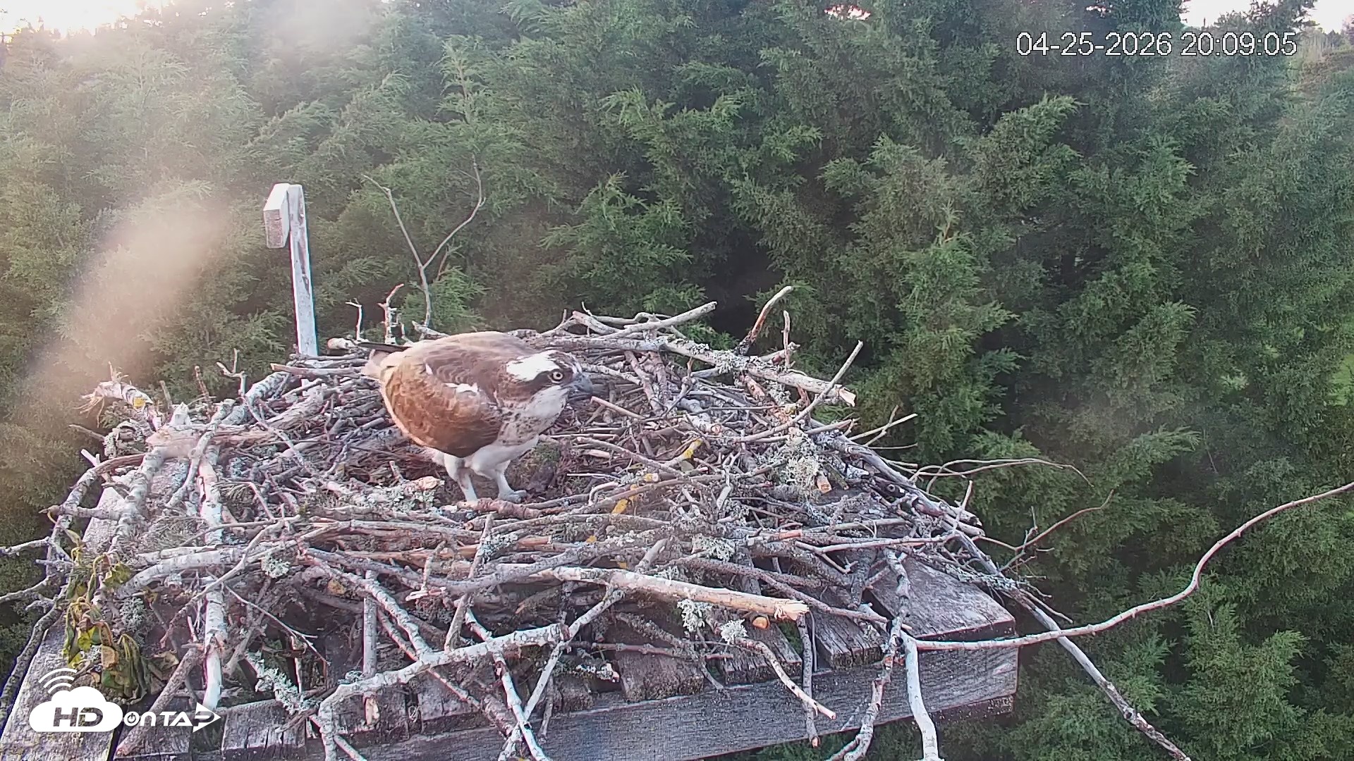 Snapshot of Medina Washington Live Osprey Nest Webcam taken Apr 25, 2026, 8:10pm PDT