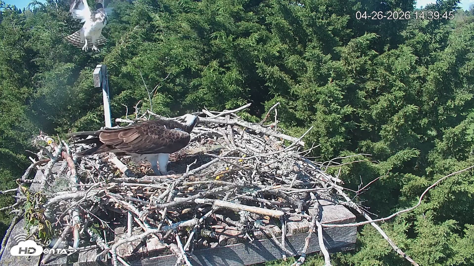 Snapshot of Medina Washington Live Osprey Nest Webcam taken Apr 26, 2026, 2:40pm PDT
