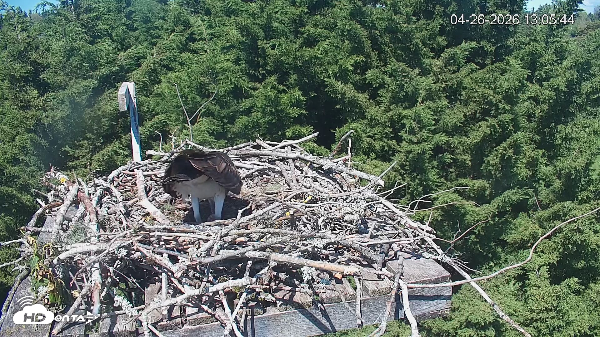 Snapshot of Medina Washington Live Osprey Nest Webcam taken Apr 26, 2026, 1:06pm PDT