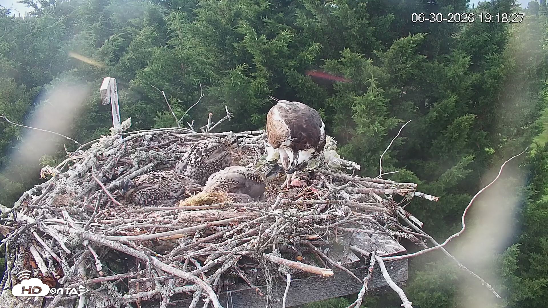 Snapshot of Medina Washington Live Osprey Nest Webcam taken Jun 30, 2026, 7:19pm PDT