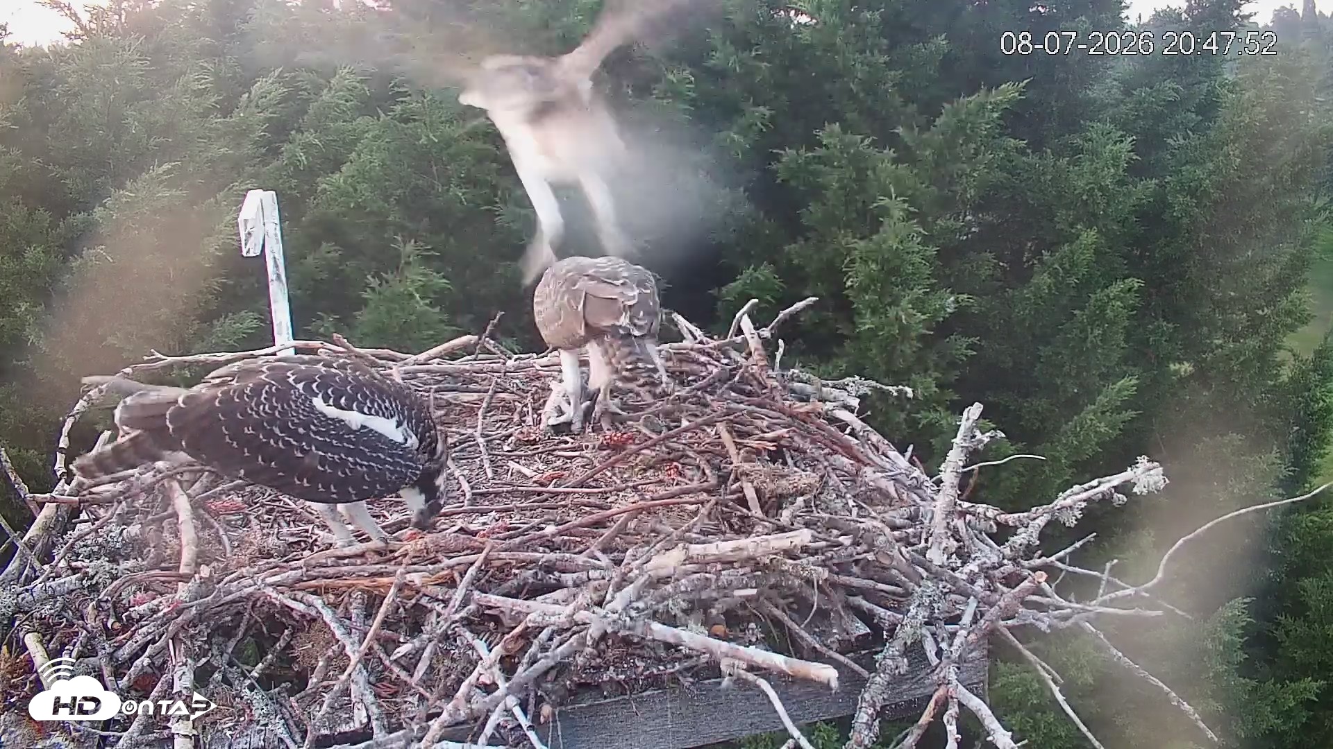 Snapshot of Medina Washington Live Osprey Nest Webcam taken Aug 7, 2026, 8:48pm PDT