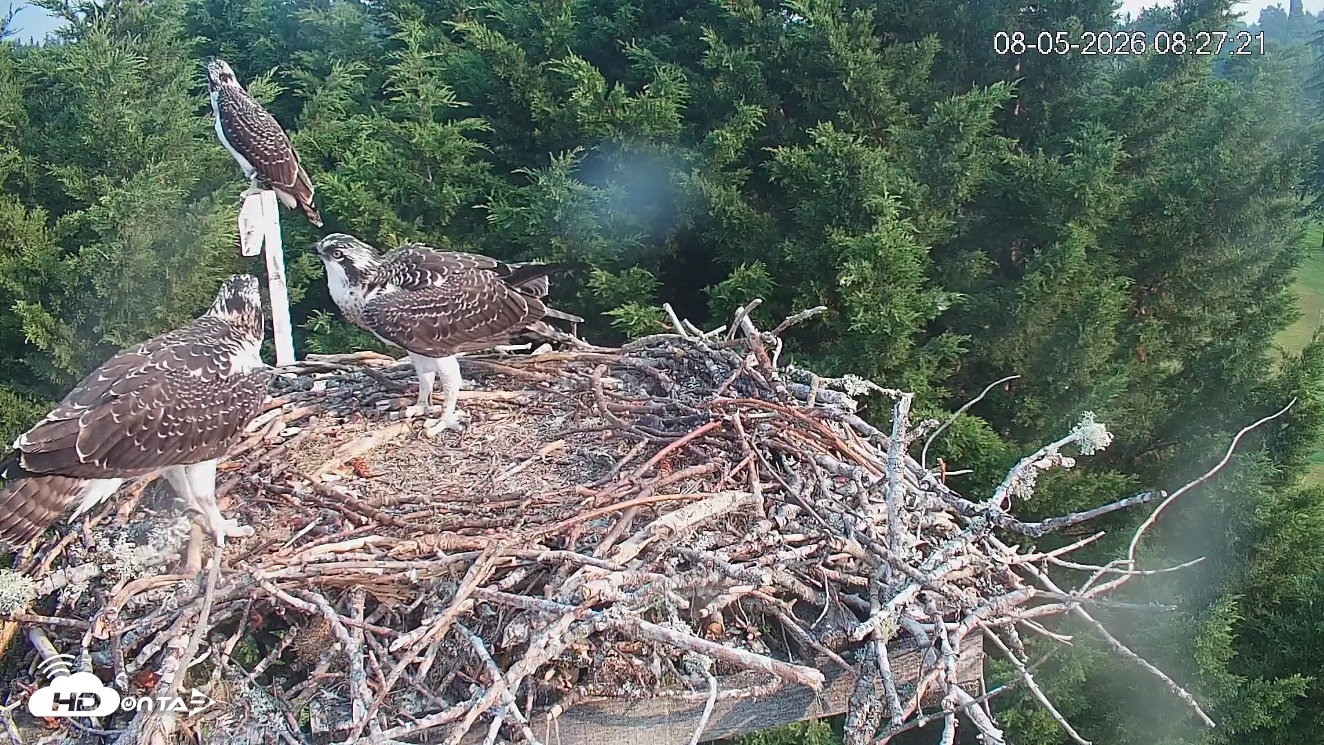 Snapshot of Medina Washington Live Osprey Nest Webcam taken Aug 5, 2026, 8:28am PDT