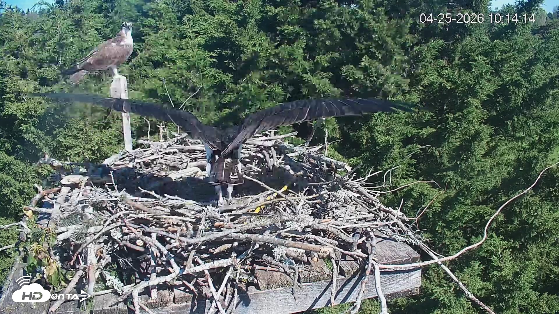 Snapshot of Medina Washington Live Osprey Nest Webcam taken Apr 25, 2026, 10:15am PDT