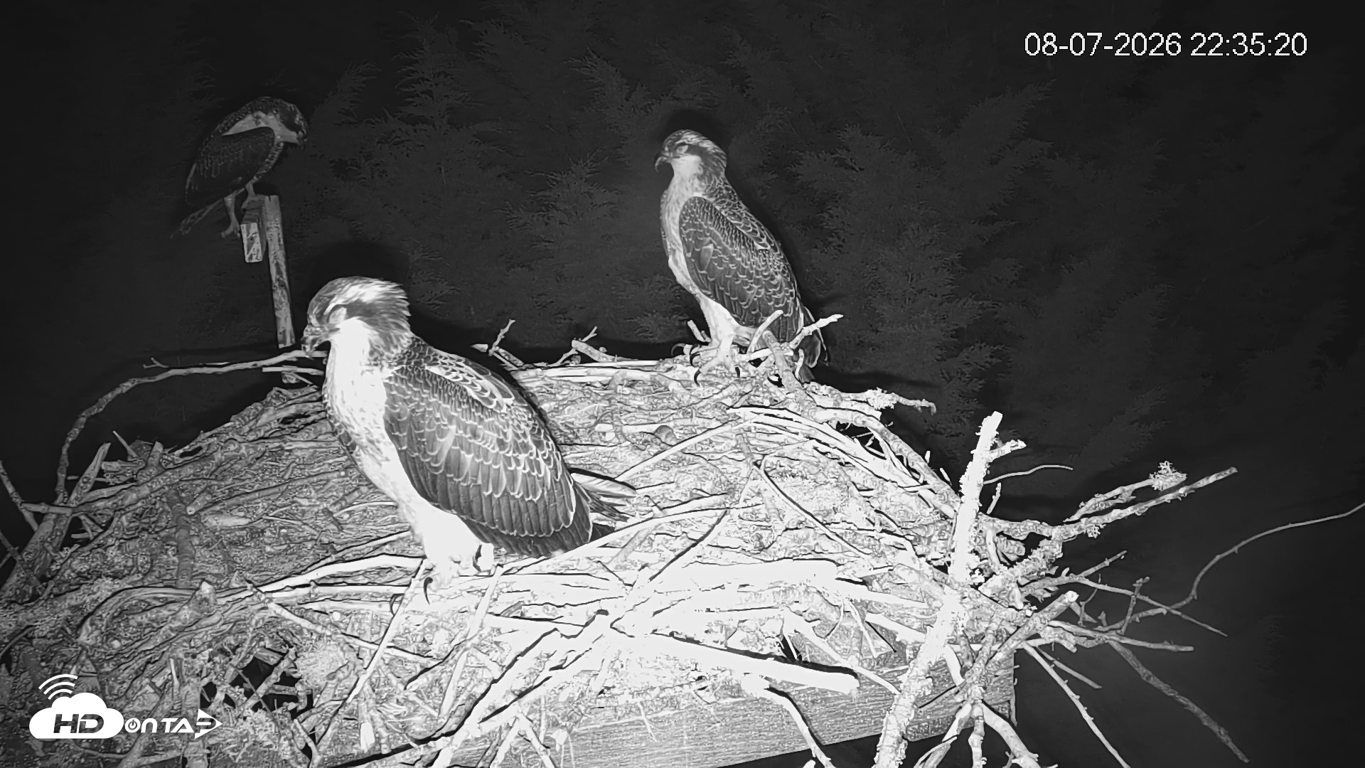 Snapshot of Medina Washington Live Osprey Nest Webcam taken Aug 7, 2026, 10:36pm PDT