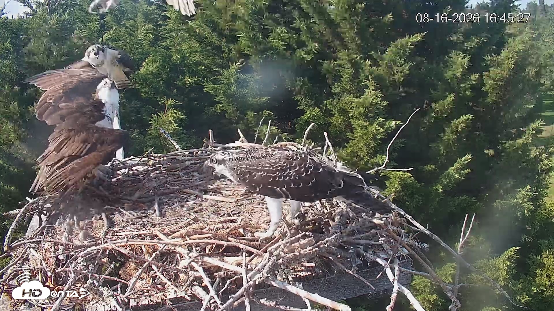 Snapshot of Medina Washington Live Osprey Nest Webcam taken Aug 16, 2026, 4:46pm PDT