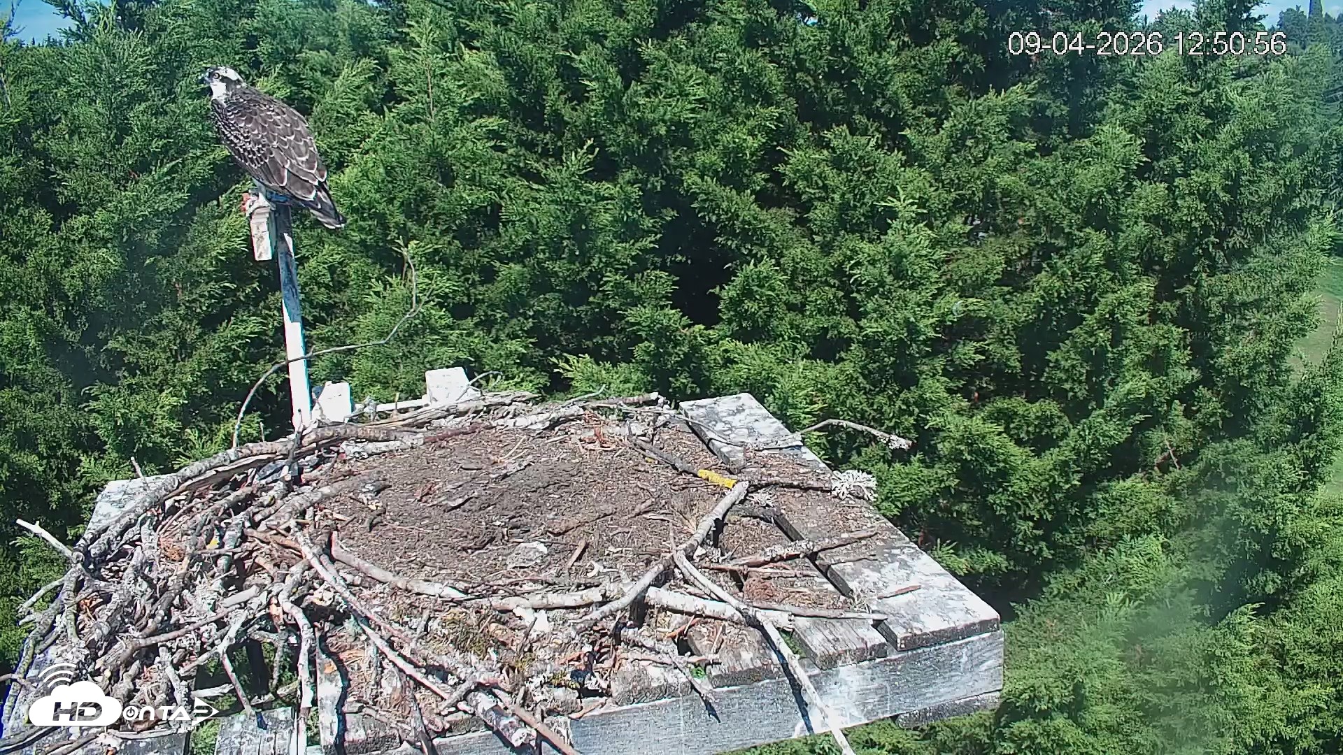 Snapshot of Medina Washington Live Osprey Nest Webcam taken Sep 4, 2026, 12:51pm PDT