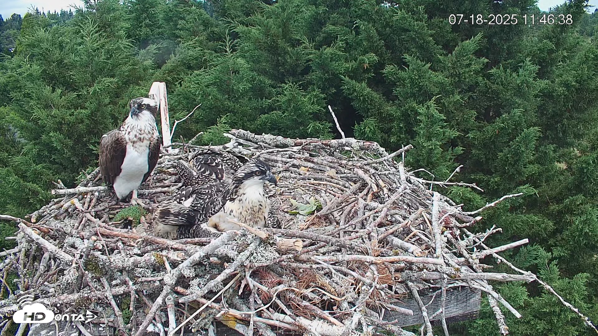 Snapshot of Medina Washington Live Osprey Nest Webcam taken Jul 18, 2025, 11:47am PDT