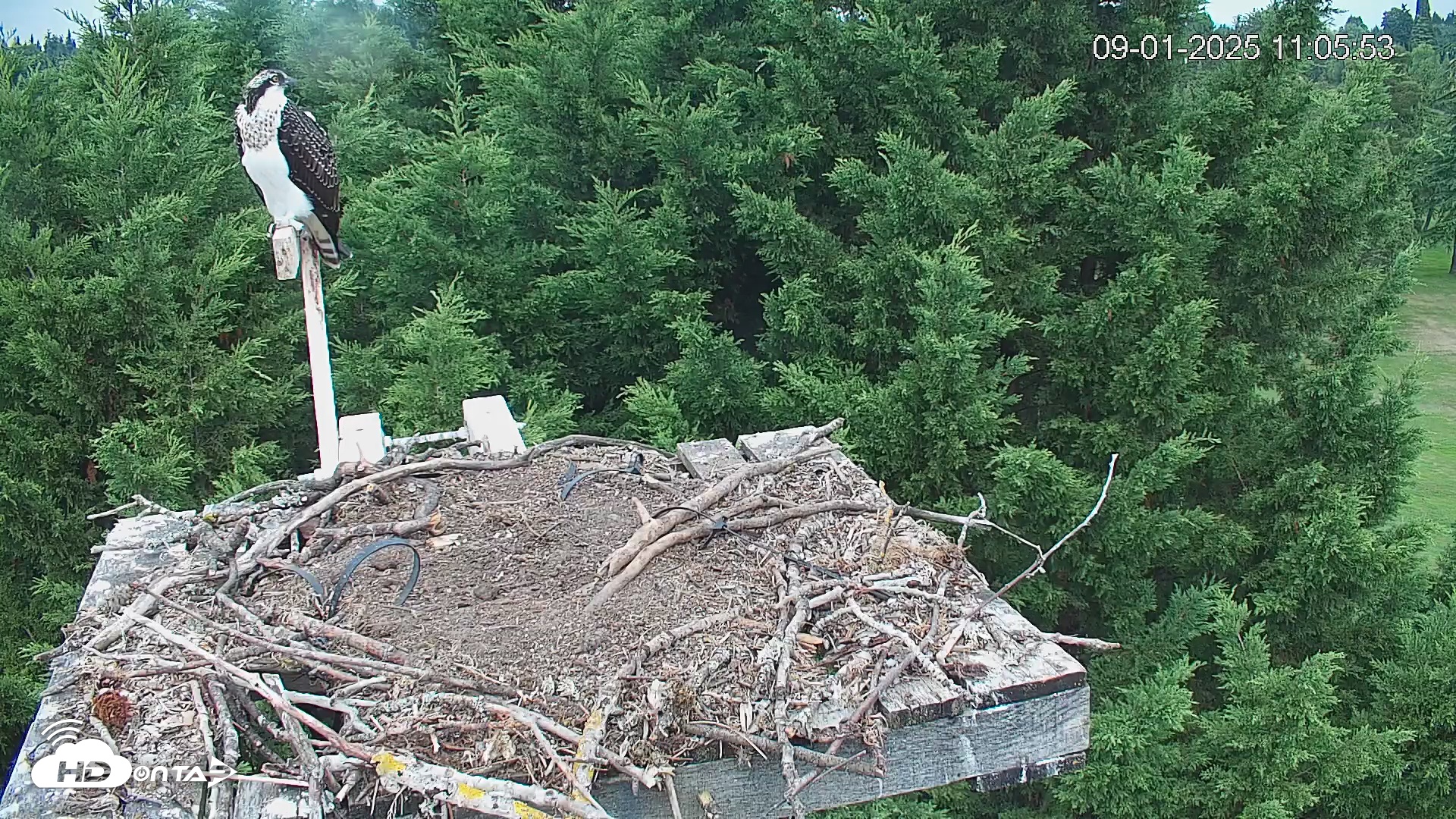Snapshot of Medina Washington Live Osprey Nest Webcam taken Sep 1, 2025, 11:06am PDT