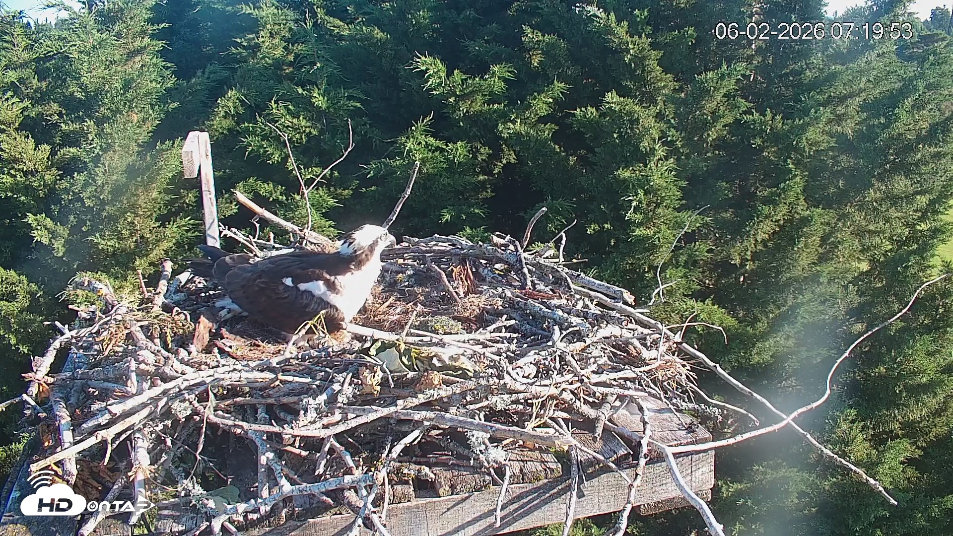 Snapshot of Medina Washington Live Osprey Nest Webcam taken Jun 2, 2026, 7:20am PDT