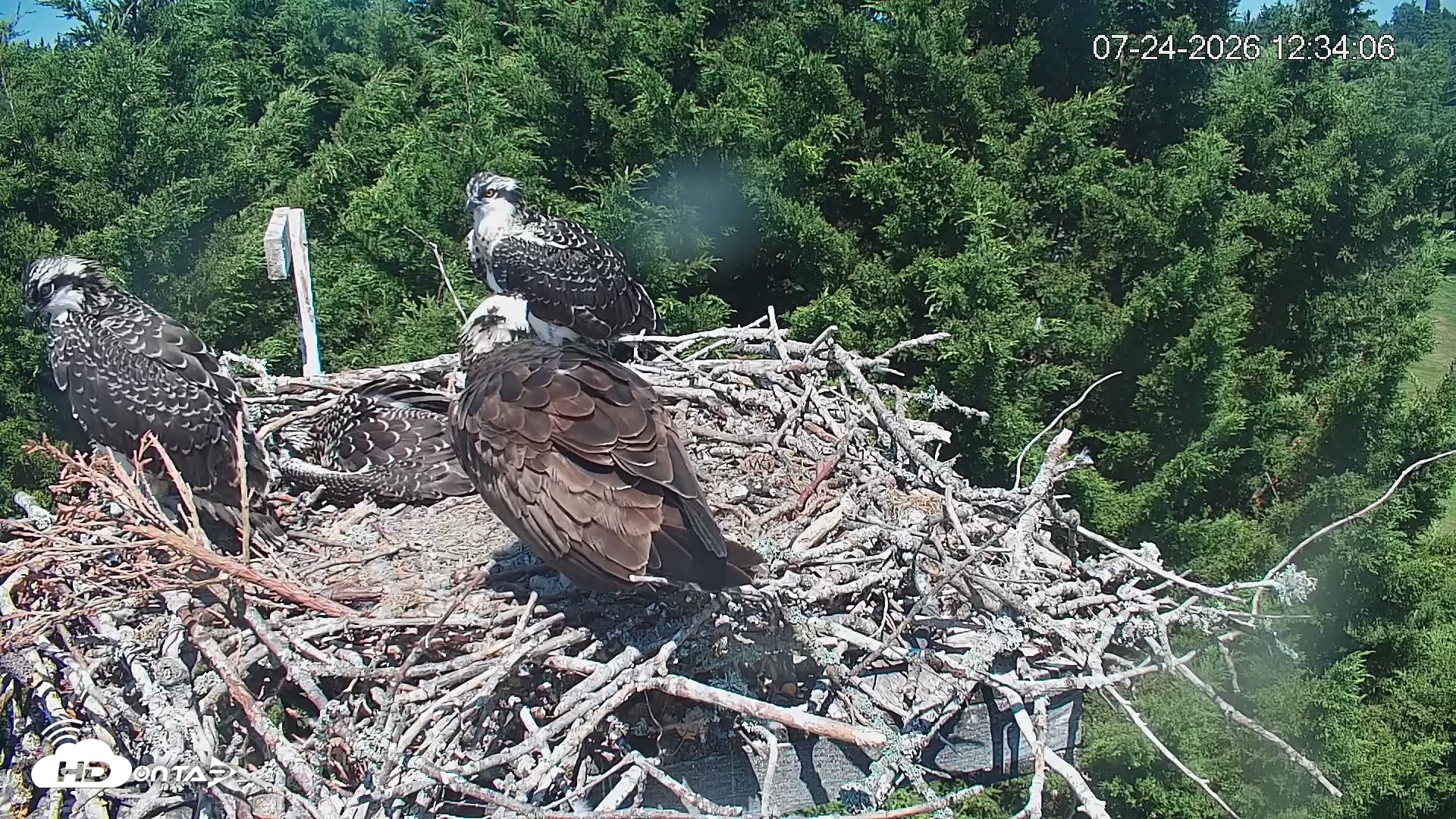 Snapshot of Medina Washington Live Osprey Nest Webcam taken Jul 24, 2026, 12:34pm PDT