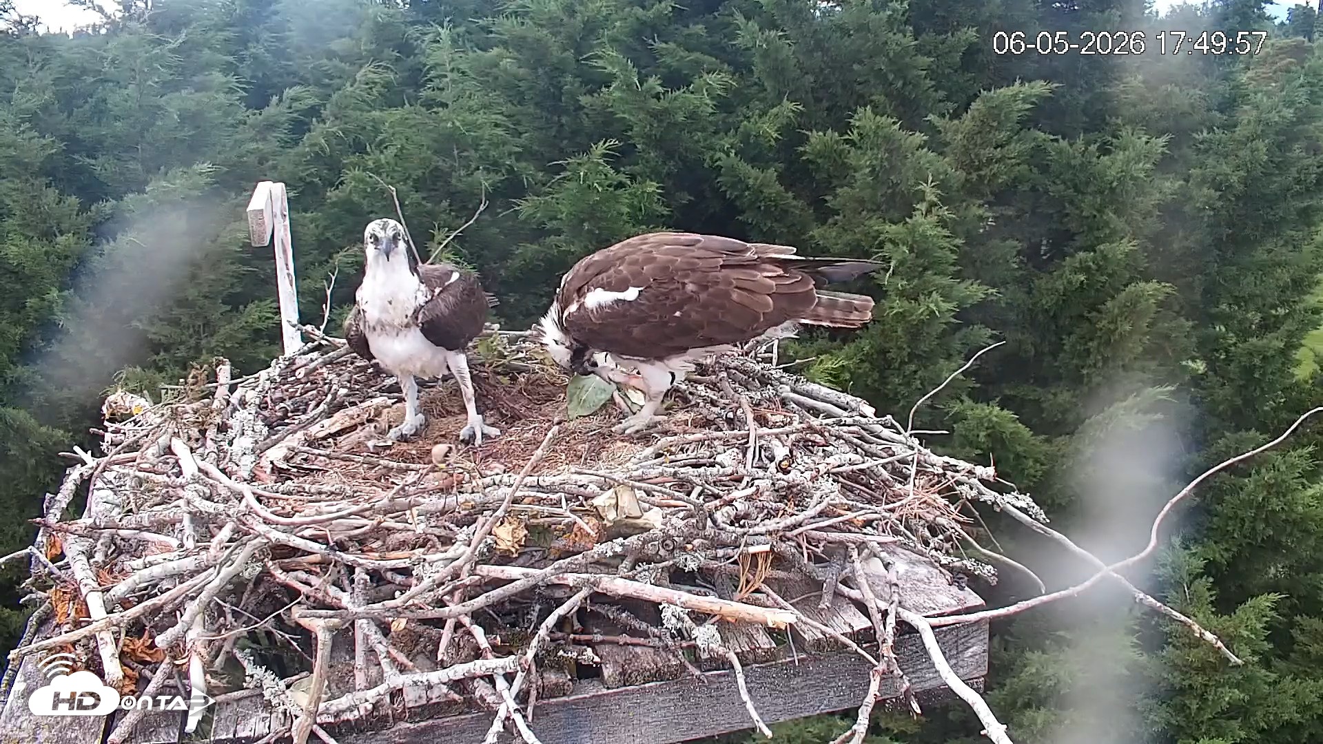 Snapshot of Medina Washington Live Osprey Nest Webcam taken Jun 5, 2026, 5:51pm PDT