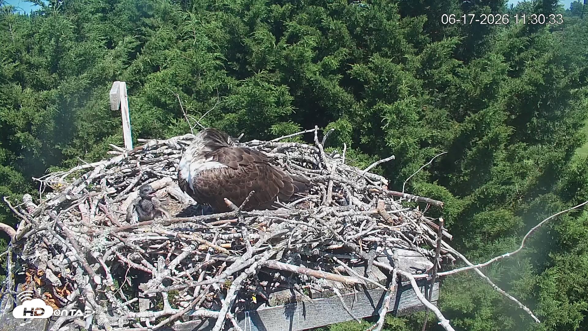 Snapshot of Medina Washington Live Osprey Nest Webcam taken Jun 17, 2026, 11:31am PDT