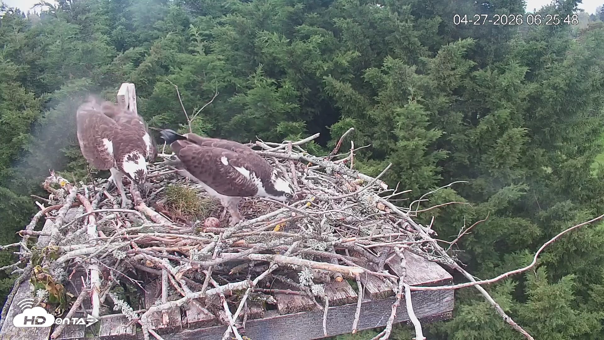 Snapshot of Medina Washington Live Osprey Nest Webcam taken Apr 27, 2026, 6:27am PDT