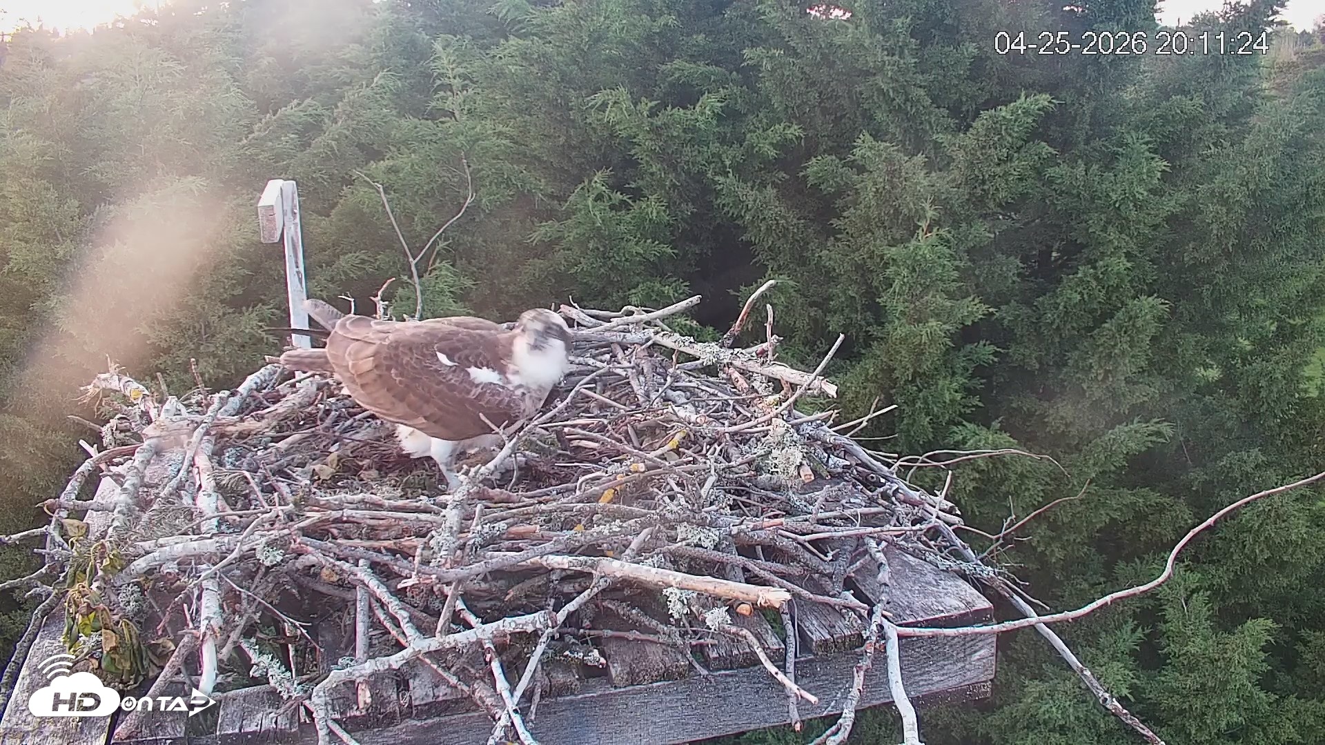 Snapshot of Medina Washington Live Osprey Nest Webcam taken Apr 25, 2026, 8:12pm PDT