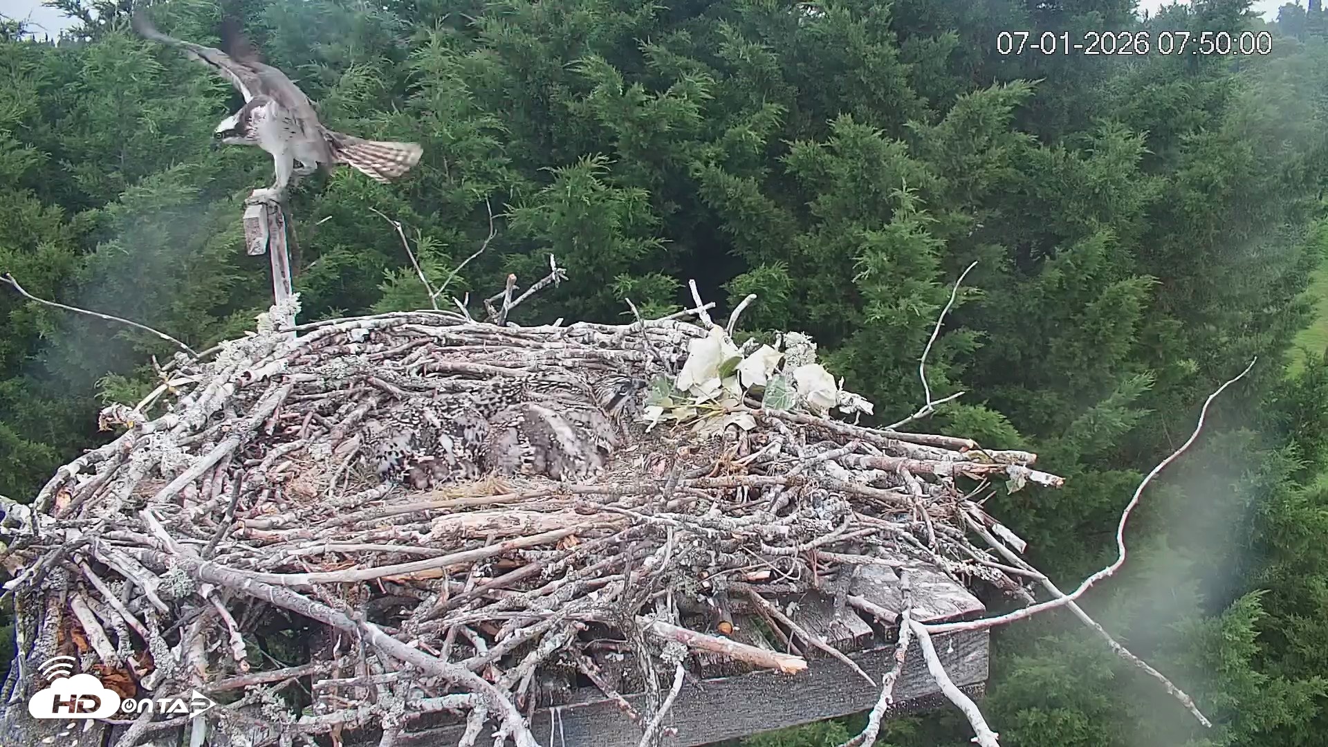 Snapshot of Medina Washington Live Osprey Nest Webcam taken Jul 1, 2026, 7:50am PDT
