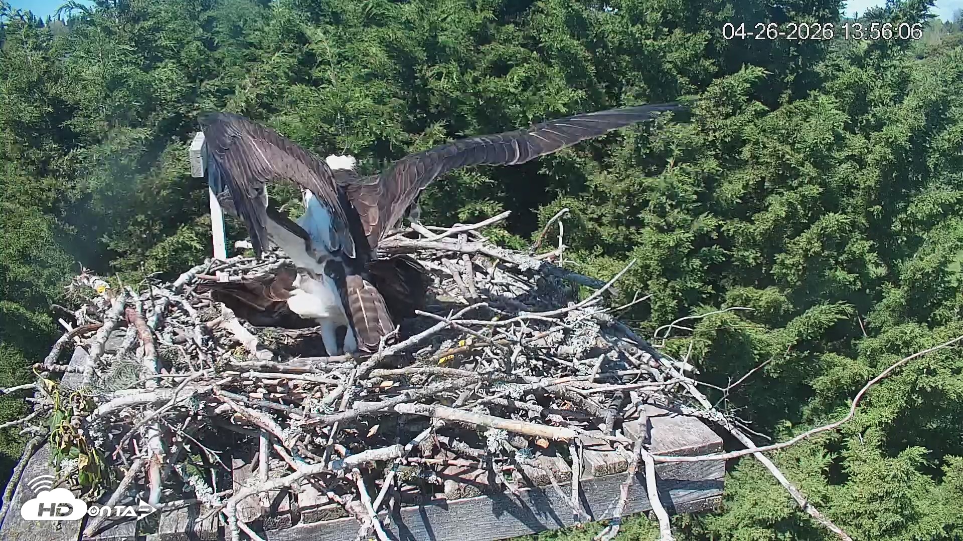 Snapshot of Medina Washington Live Osprey Nest Webcam taken Apr 26, 2026, 1:56pm PDT