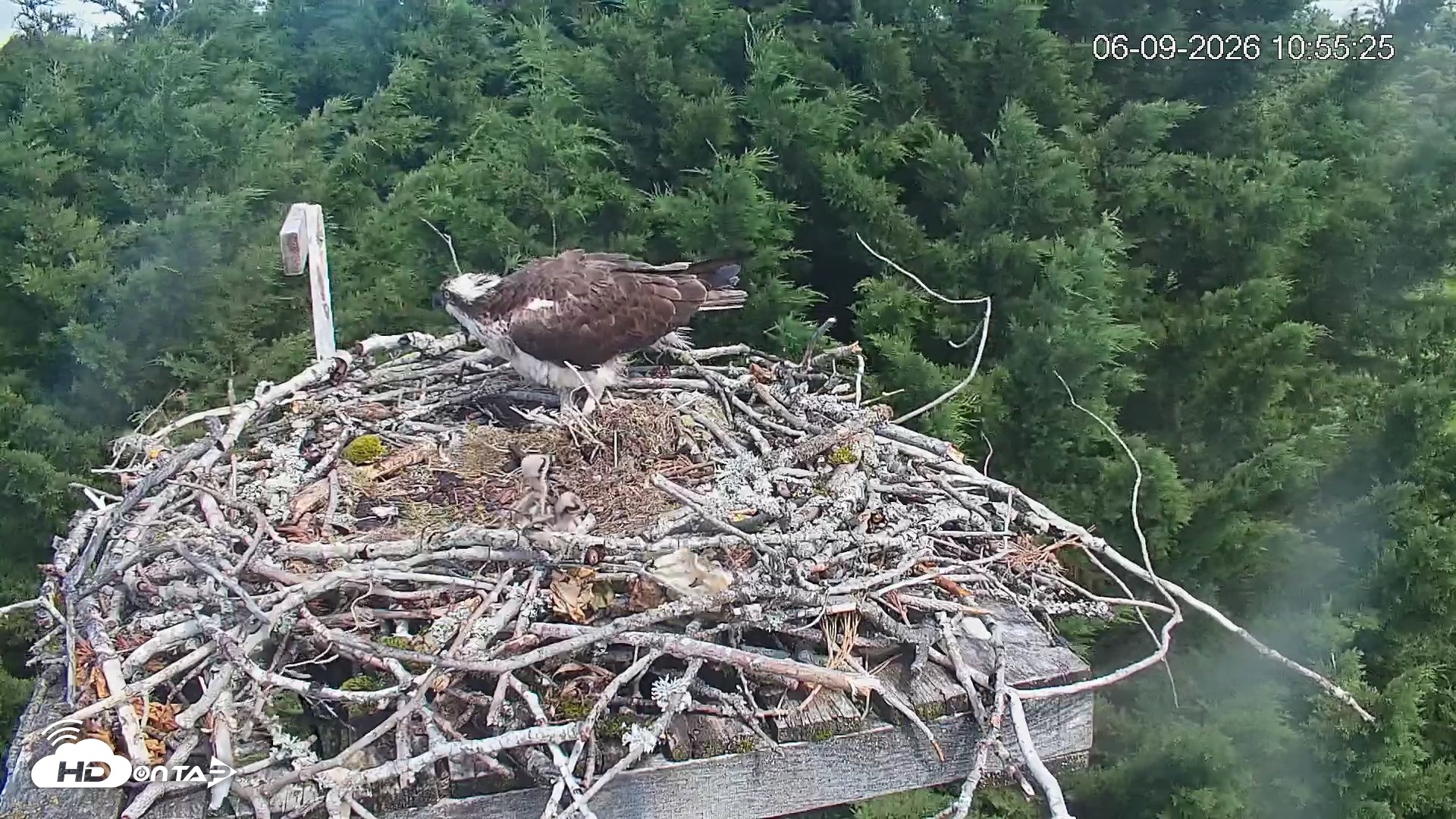 Snapshot of Medina Washington Live Osprey Nest Webcam taken Jun 9, 2026, 10:56am PDT