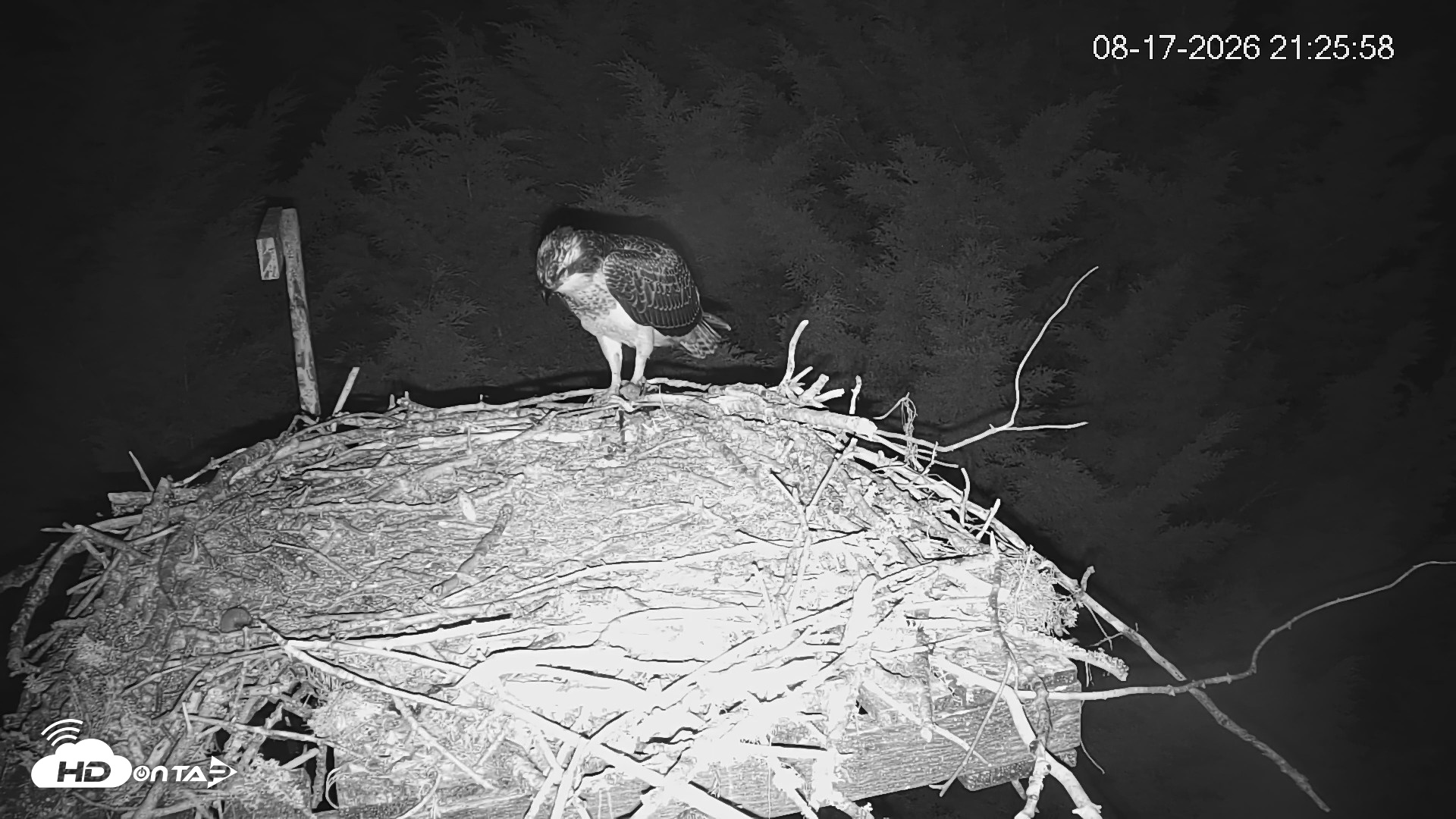 Snapshot of Medina Washington Live Osprey Nest Webcam taken Aug 17, 2026, 9:26pm PDT