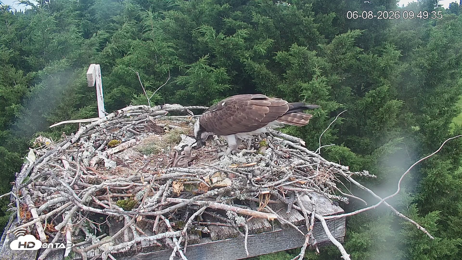 Snapshot of Medina Washington Live Osprey Nest Webcam taken Jun 8, 2026, 9:50am PDT