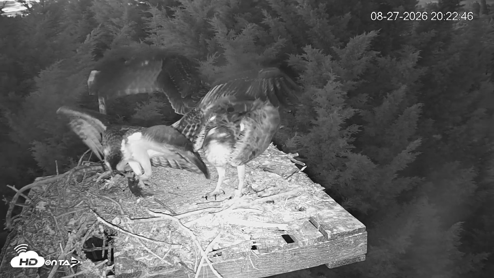 Snapshot of Medina Washington Live Osprey Nest Webcam taken Aug 27, 2026, 8:23pm PDT