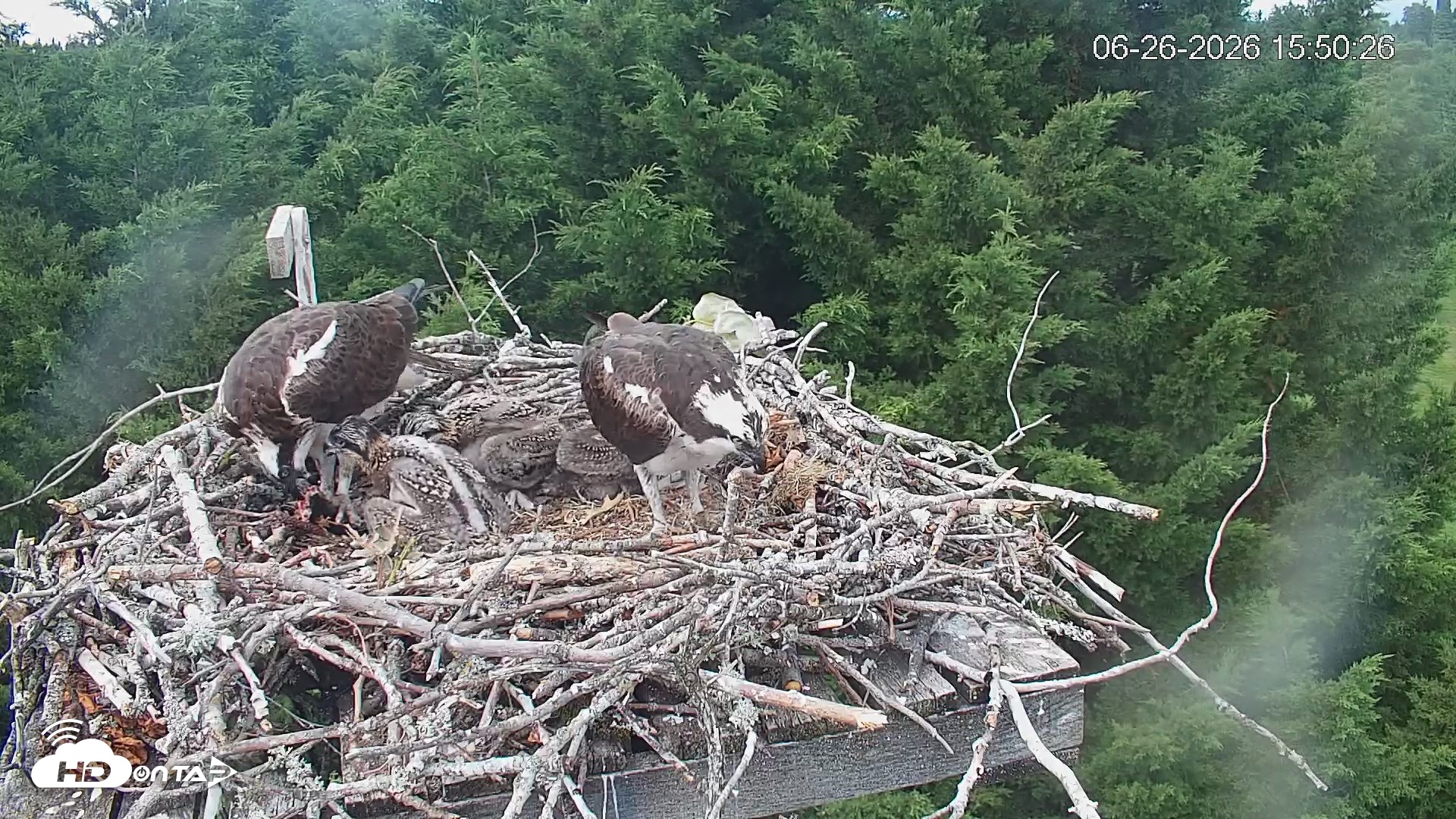 Snapshot of Medina Washington Live Osprey Nest Webcam taken Jun 26, 2026, 3:51pm PDT