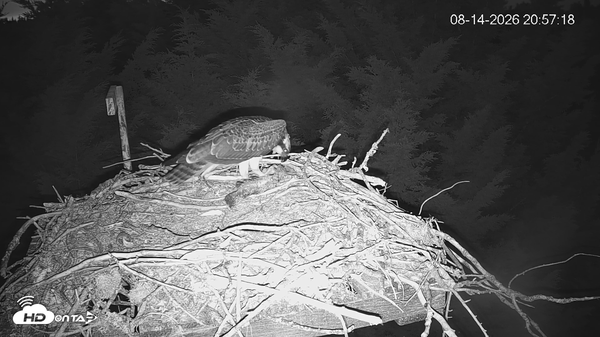 Snapshot of Medina Washington Live Osprey Nest Webcam taken Aug 14, 2026, 8:58pm PDT