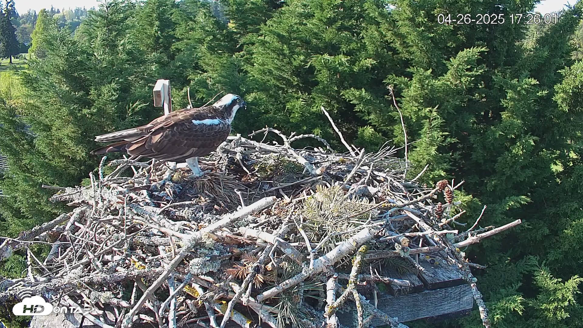 Snapshot of Medina Washington Live Osprey Nest Webcam taken Apr 26, 2025, 5:26pm PDT