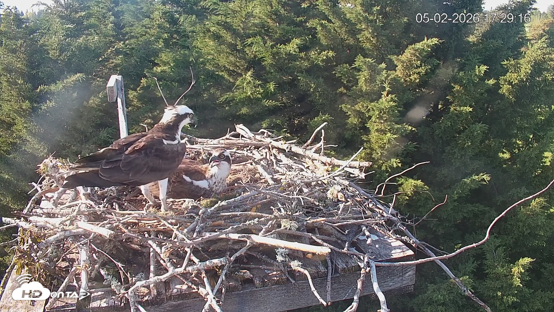 Snapshot of Medina Washington Live Osprey Nest Webcam taken May 2, 2026, 5:30pm PDT