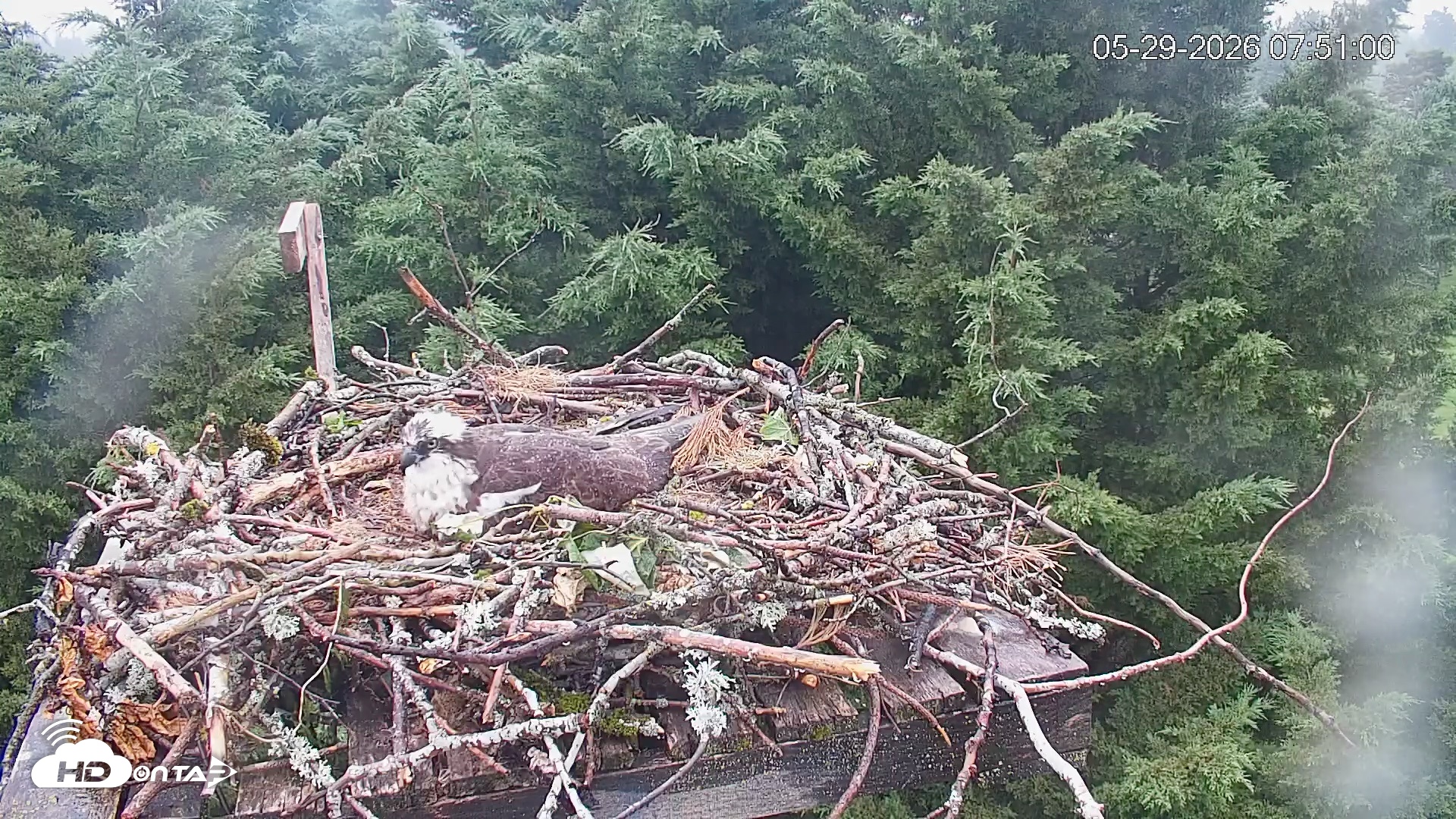 Snapshot of Medina Washington Live Osprey Nest Webcam taken May 29, 2026, 7:51am PDT